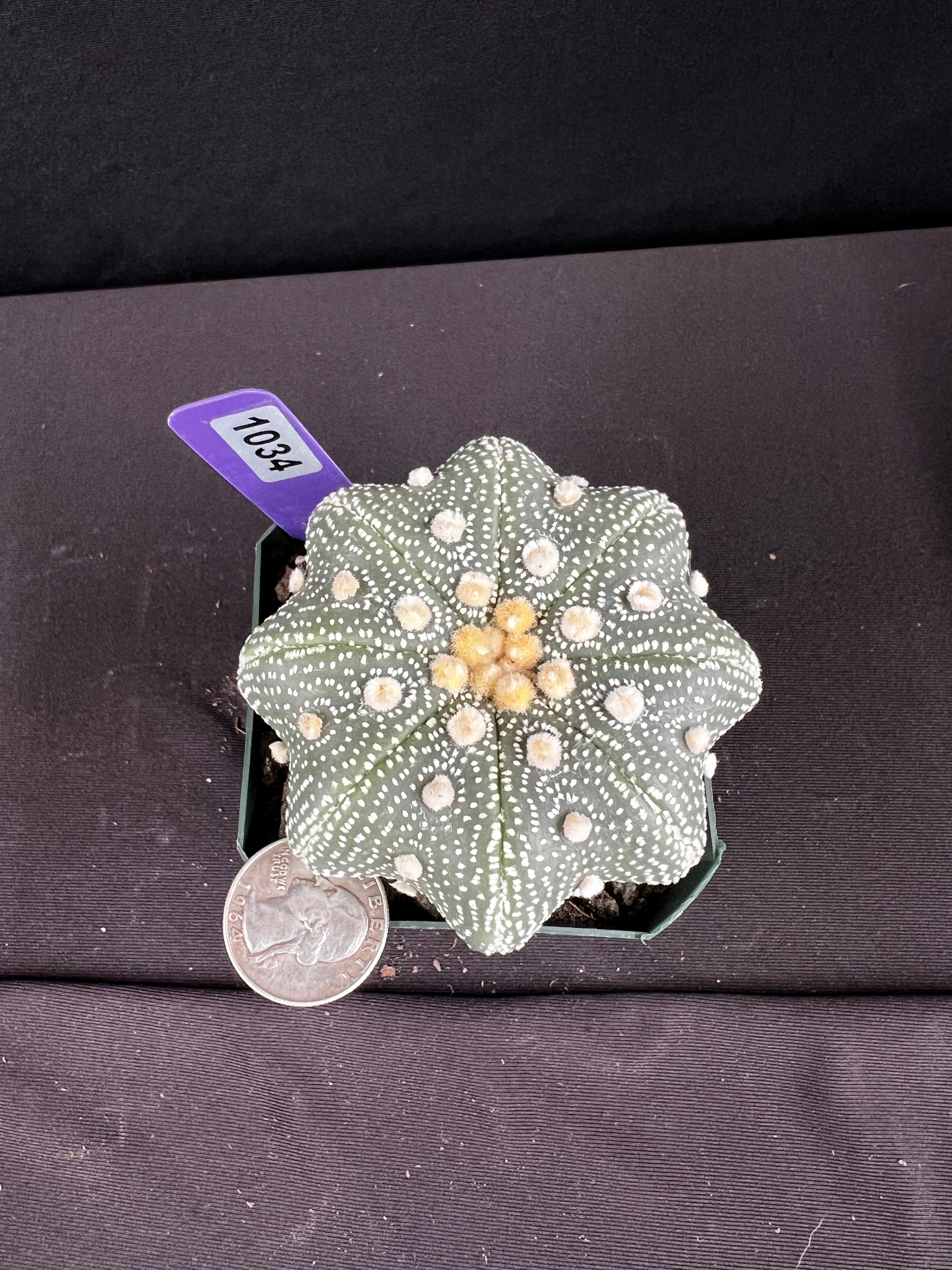 Astrophytum Asterias cv. Yamamoto Kabuto Star Type Cactus