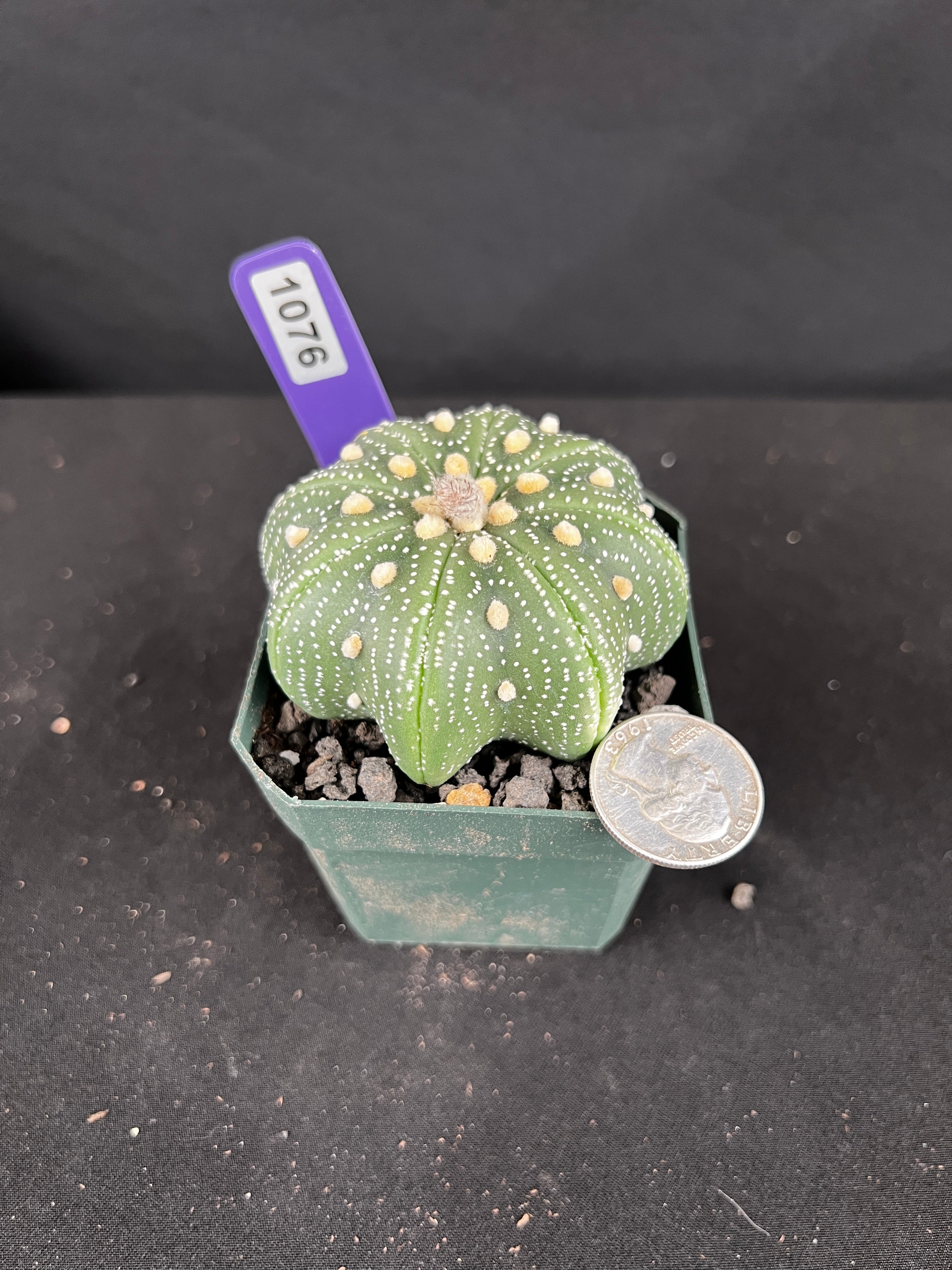 Astrophytum Asterias 'Star Shape'