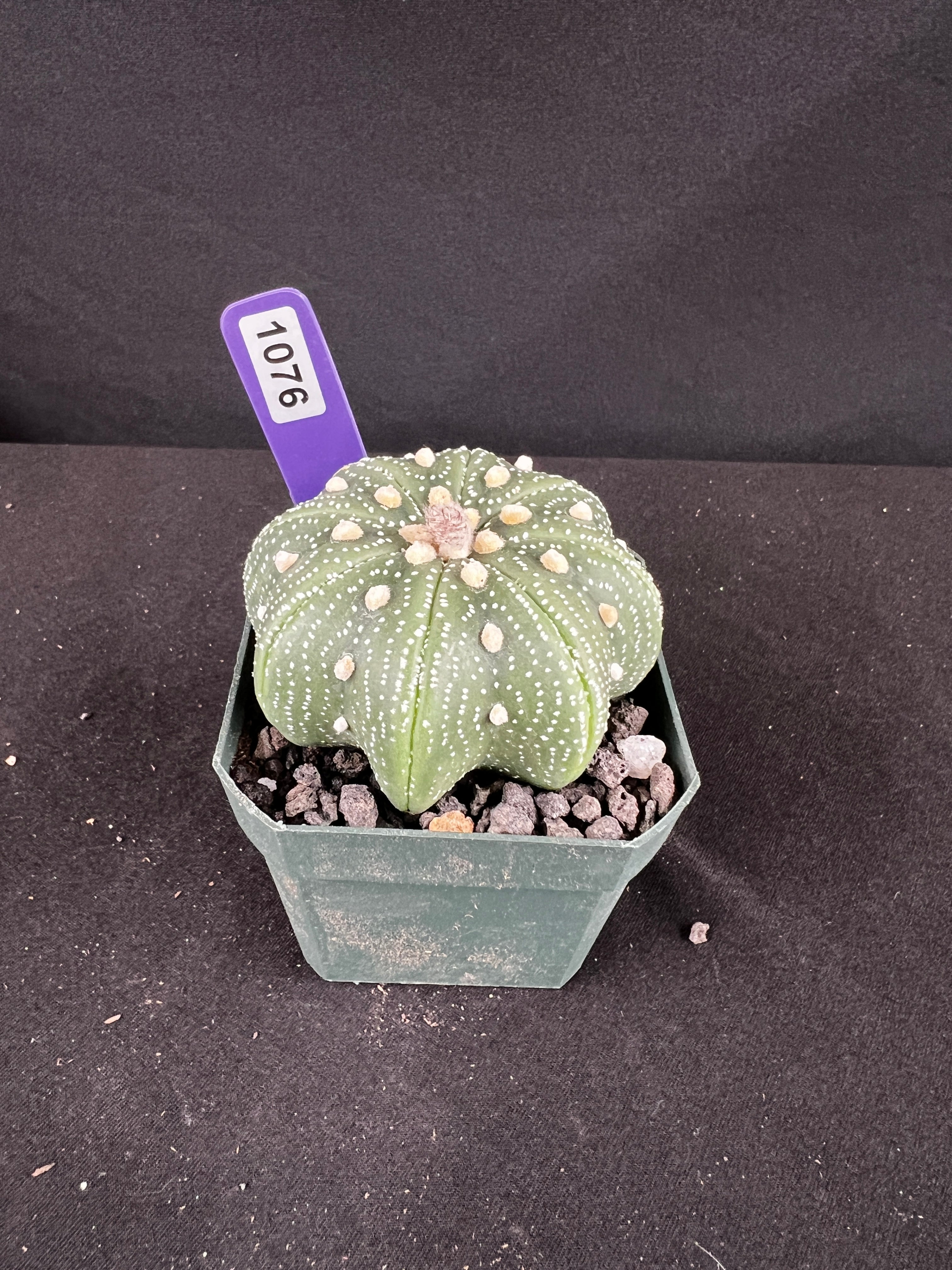Astrophytum Asterias 'Star Shape'