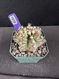 Gymnocalycium Mihanovichii - "T-Rex" Cactus