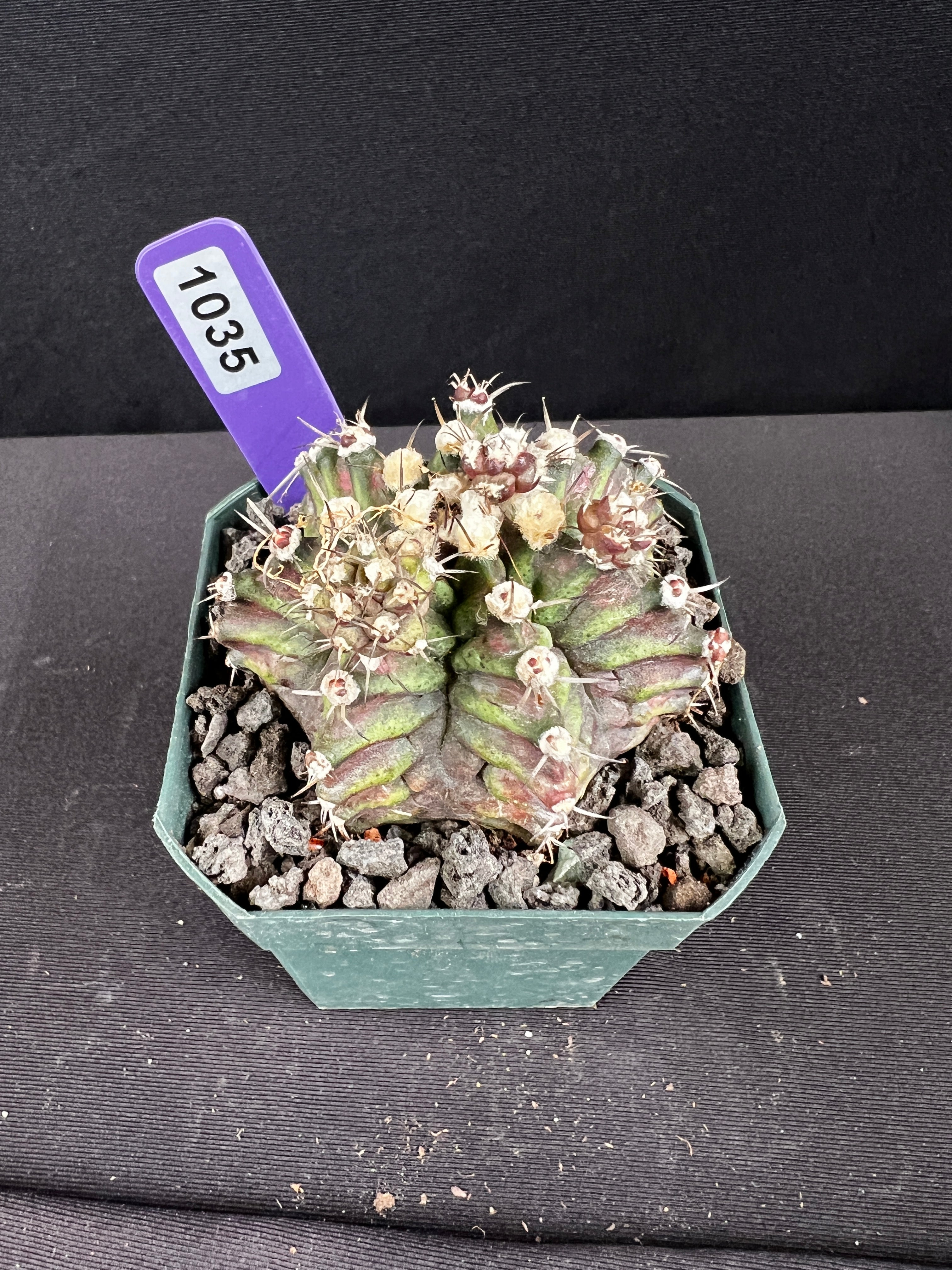 Gymnocalycium Mihanovichii - "T-Rex" Cactus