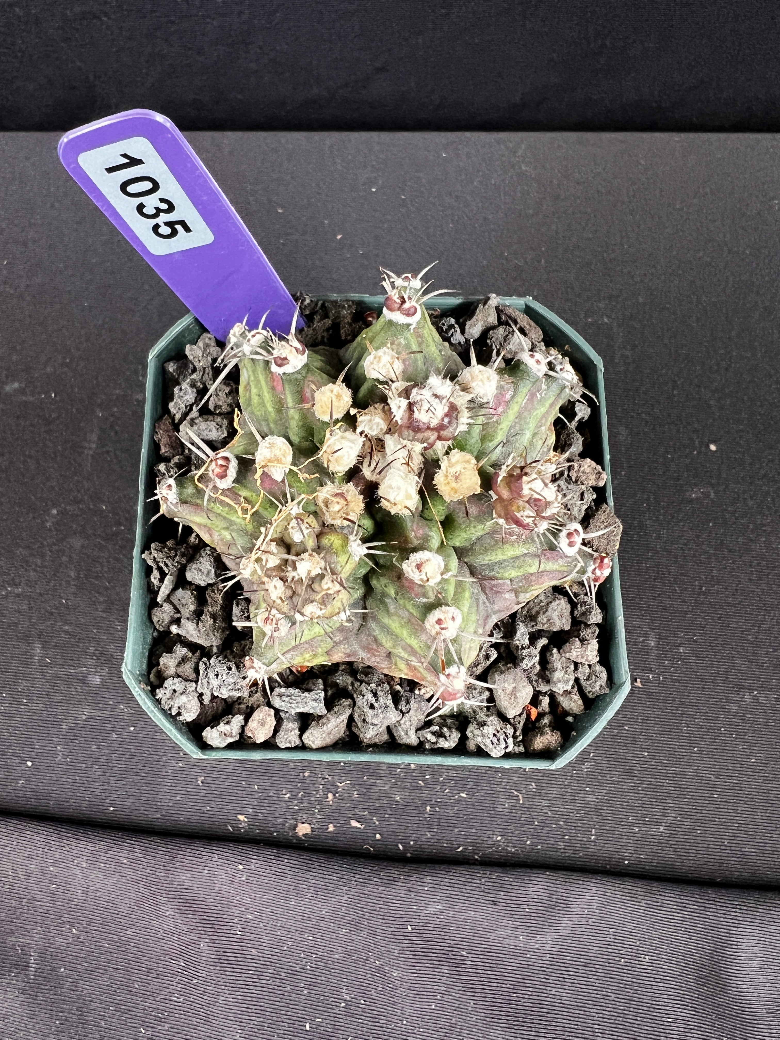 Gymnocalycium Mihanovichii - "T-Rex" Cactus
