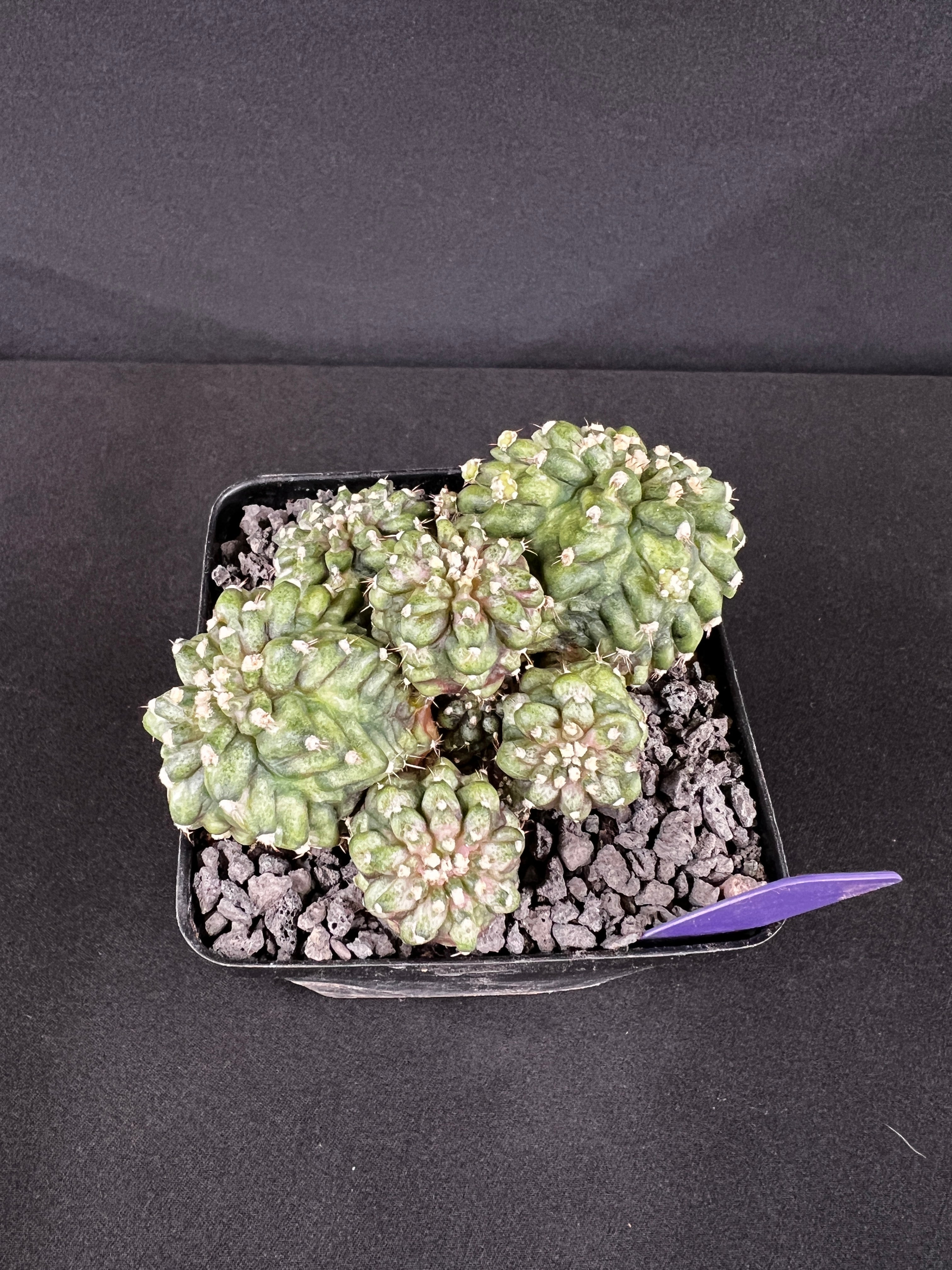 Gymnocalycium Mihanovichii 'T-Rex'