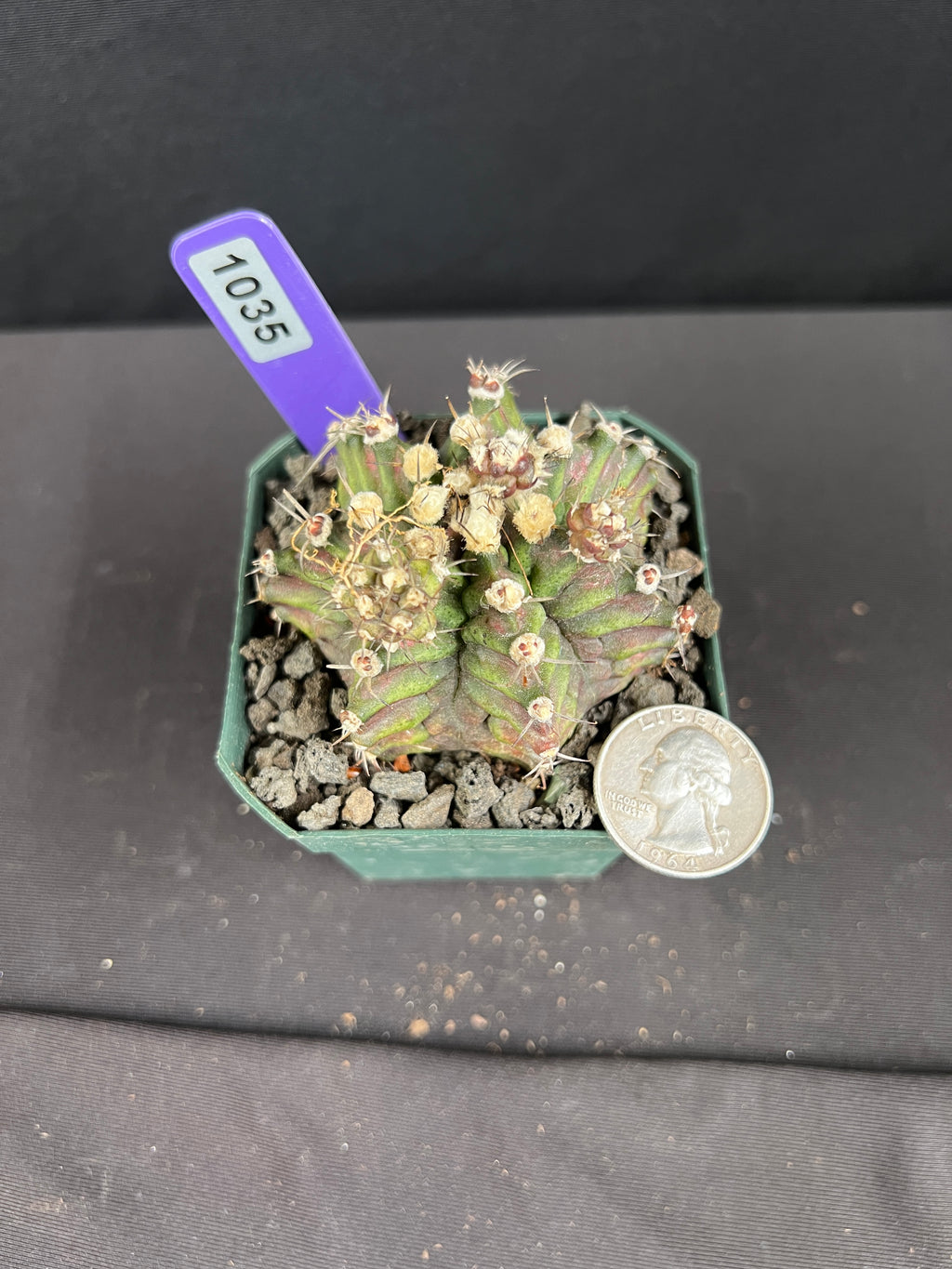 Gymnocalycium Mihanovichii - "T-Rex" Cactus