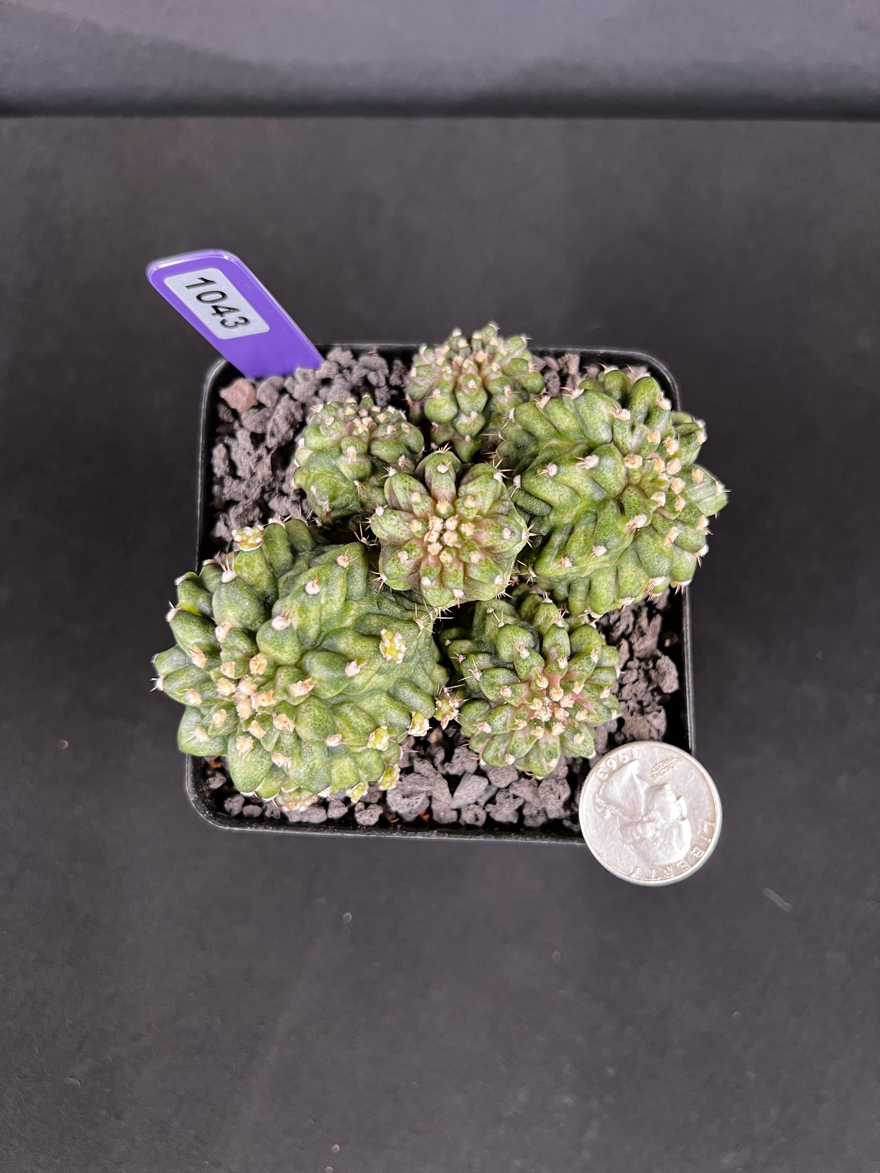 Gymnocalycium Mihanovichii 'T-Rex'