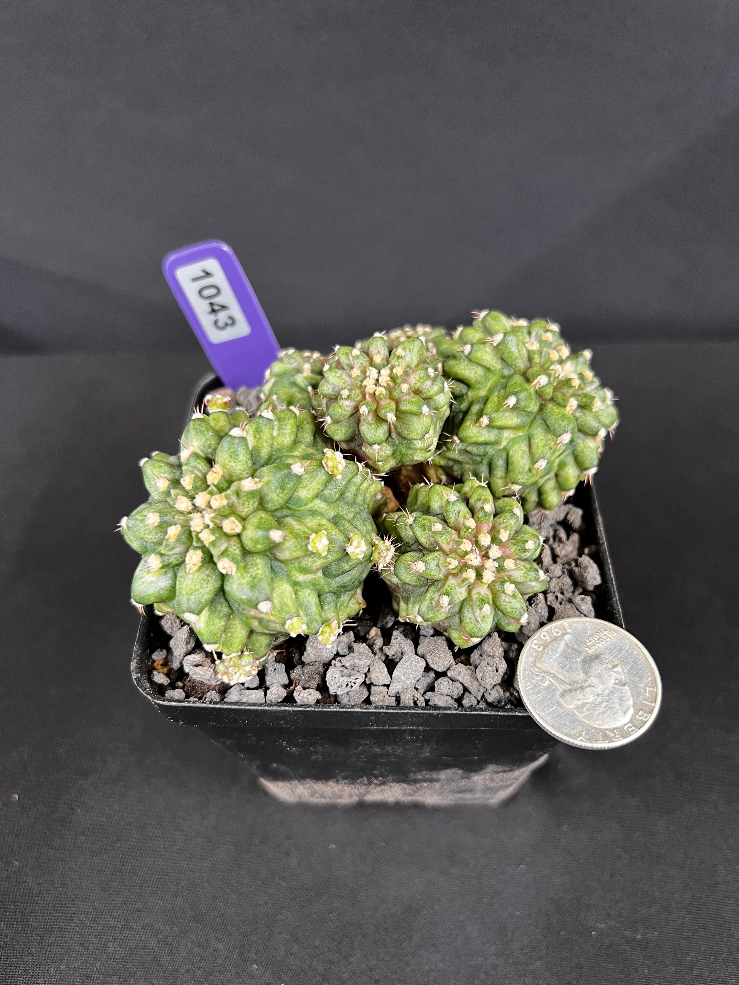 Gymnocalycium Mihanovichii 'T-Rex'