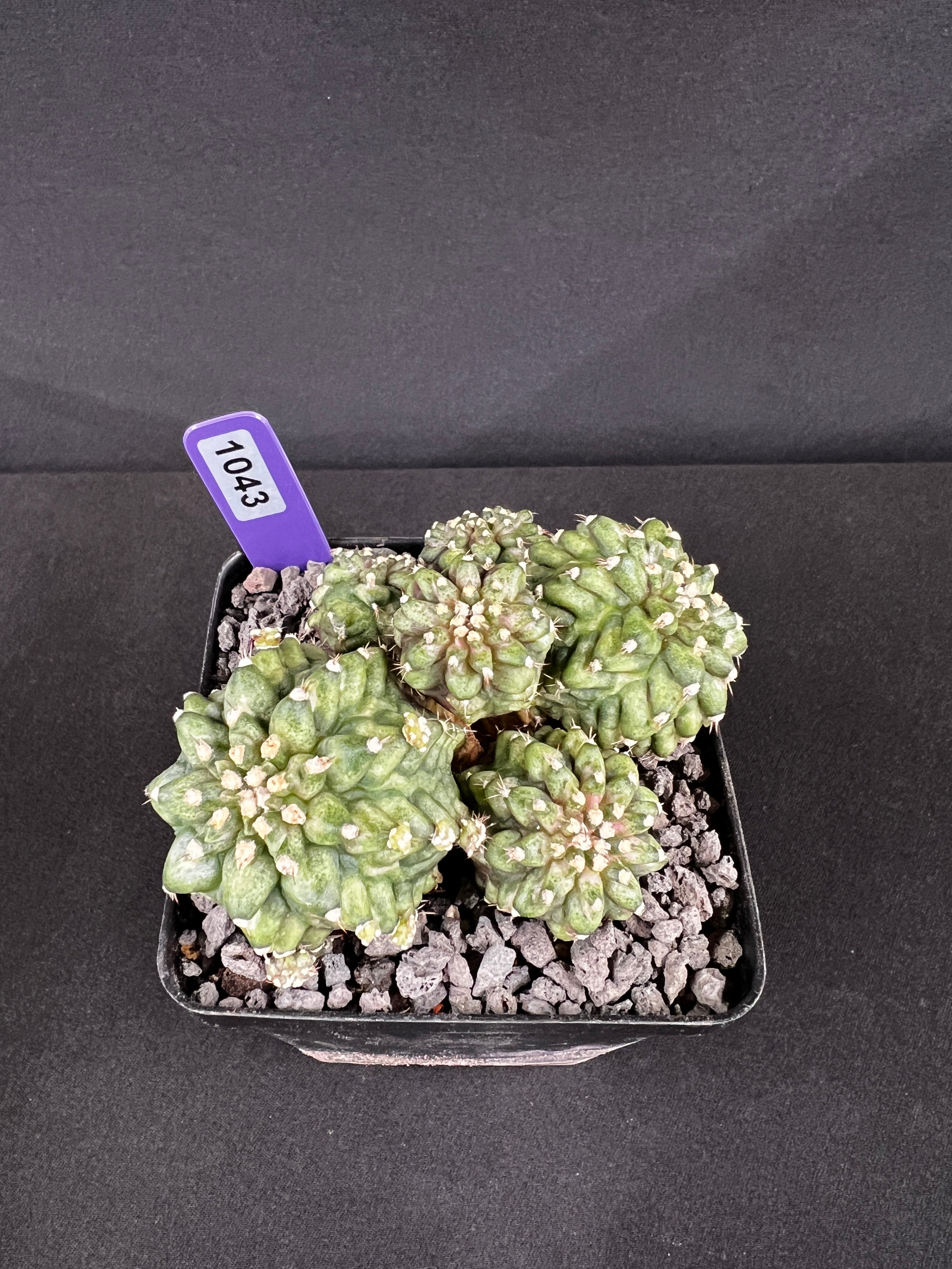 Gymnocalycium Mihanovichii 'T-Rex'