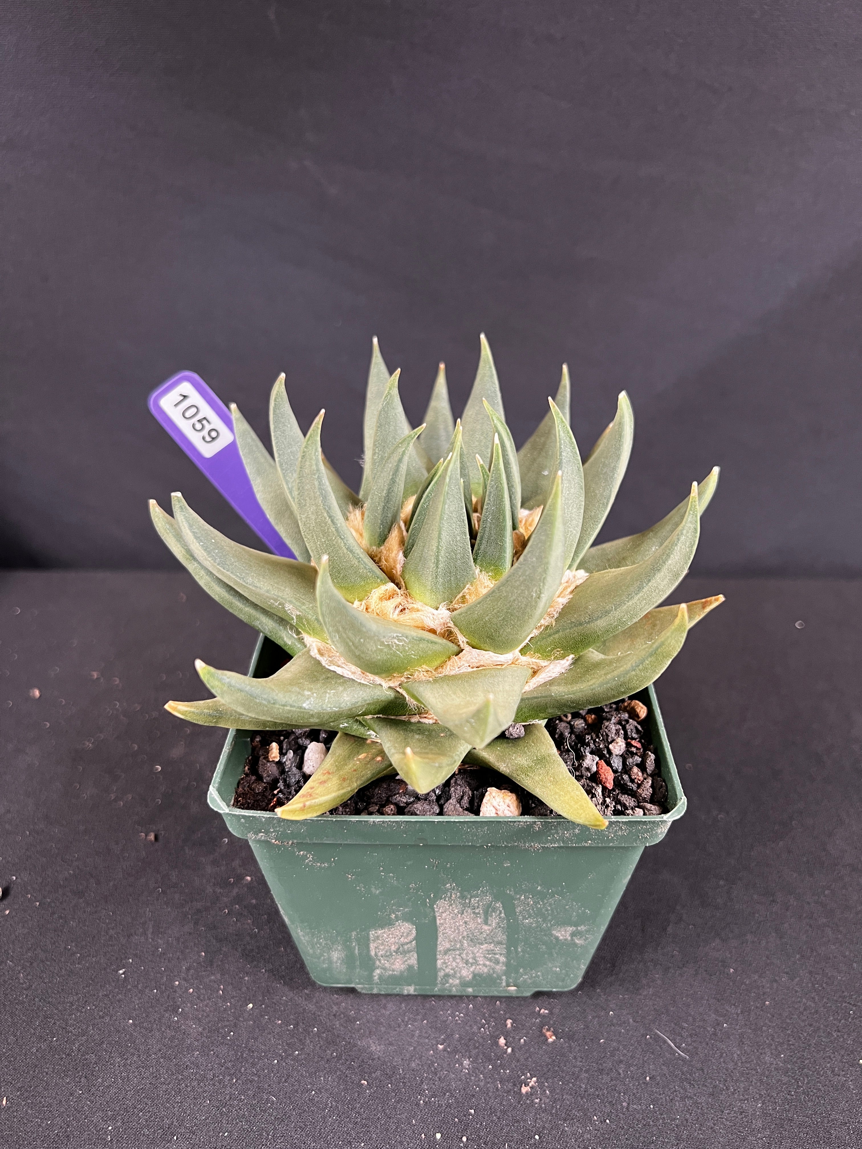 Ariocarpus Trigonus