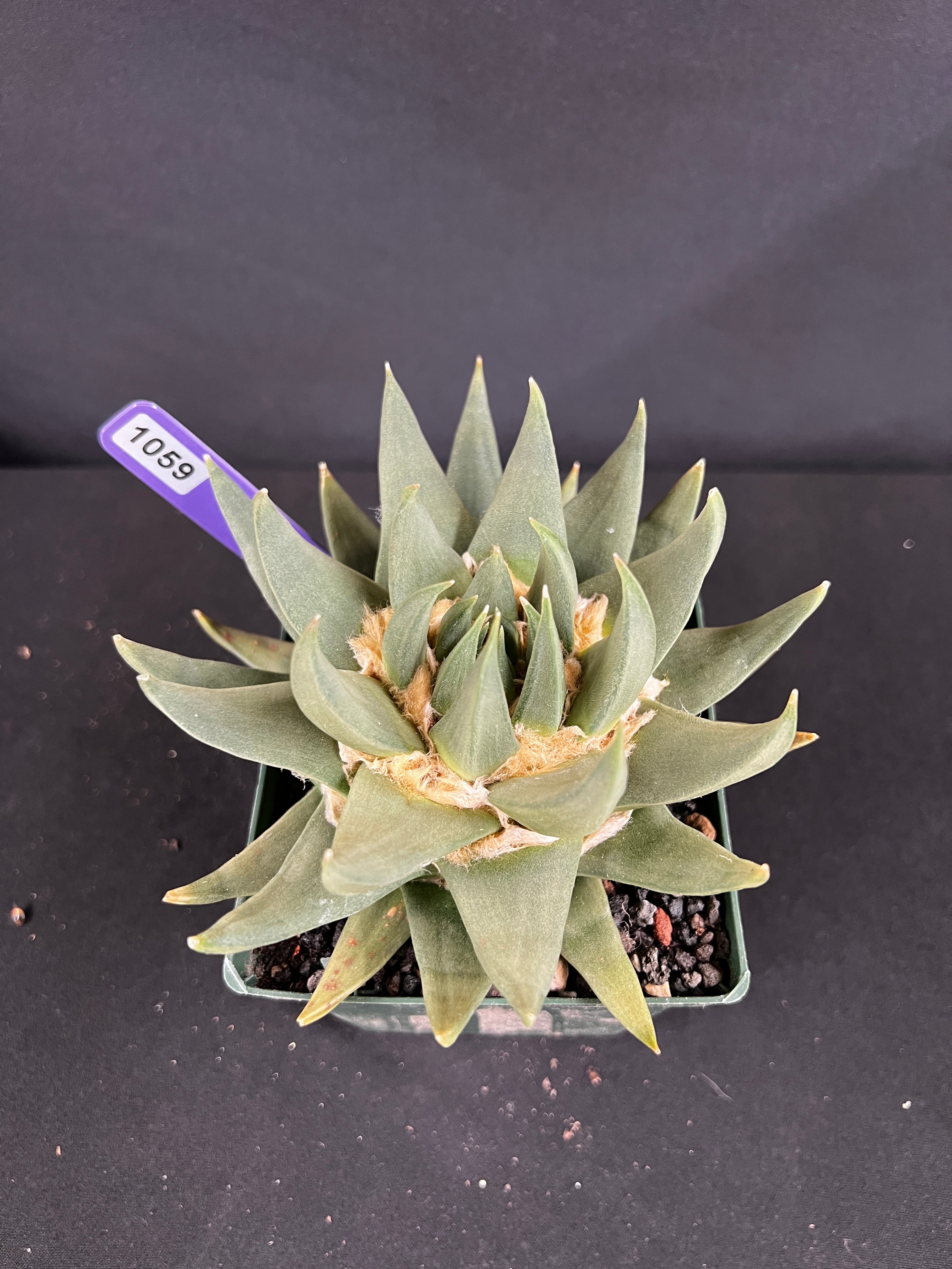 Ariocarpus Trigonus