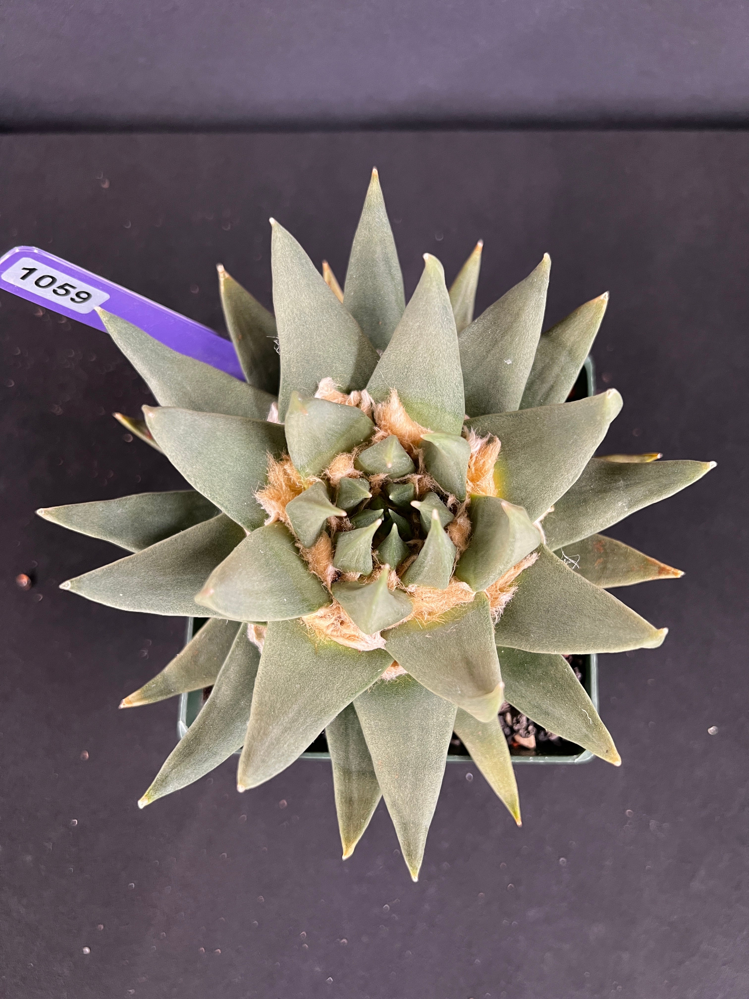 Ariocarpus Trigonus