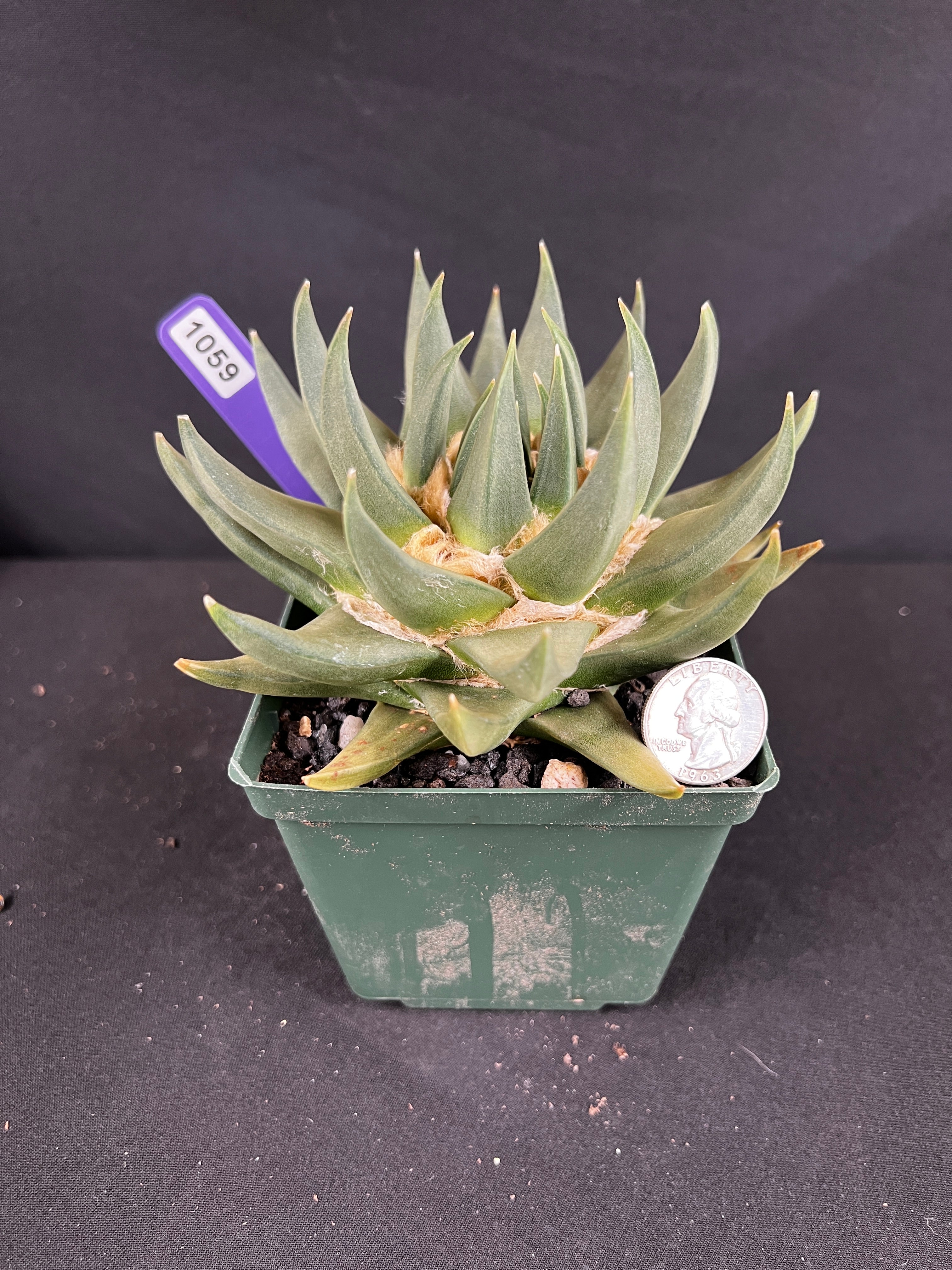 Ariocarpus Trigonus
