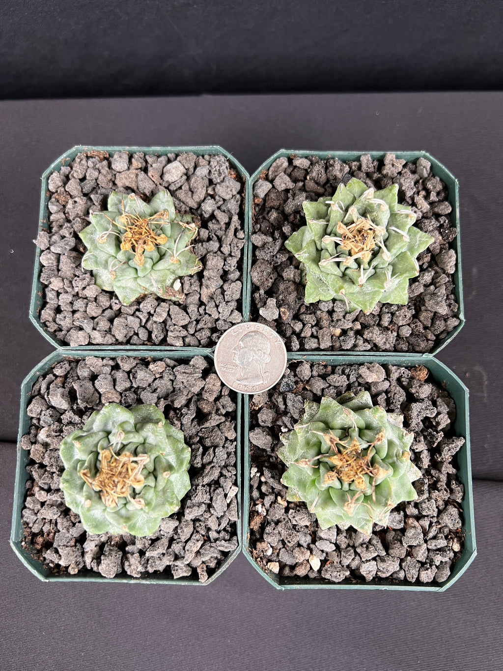 Turbinicarpus Alonsoi - Grower's Choice