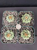 Turbinicarpus Alonsoi - Grower's Choice