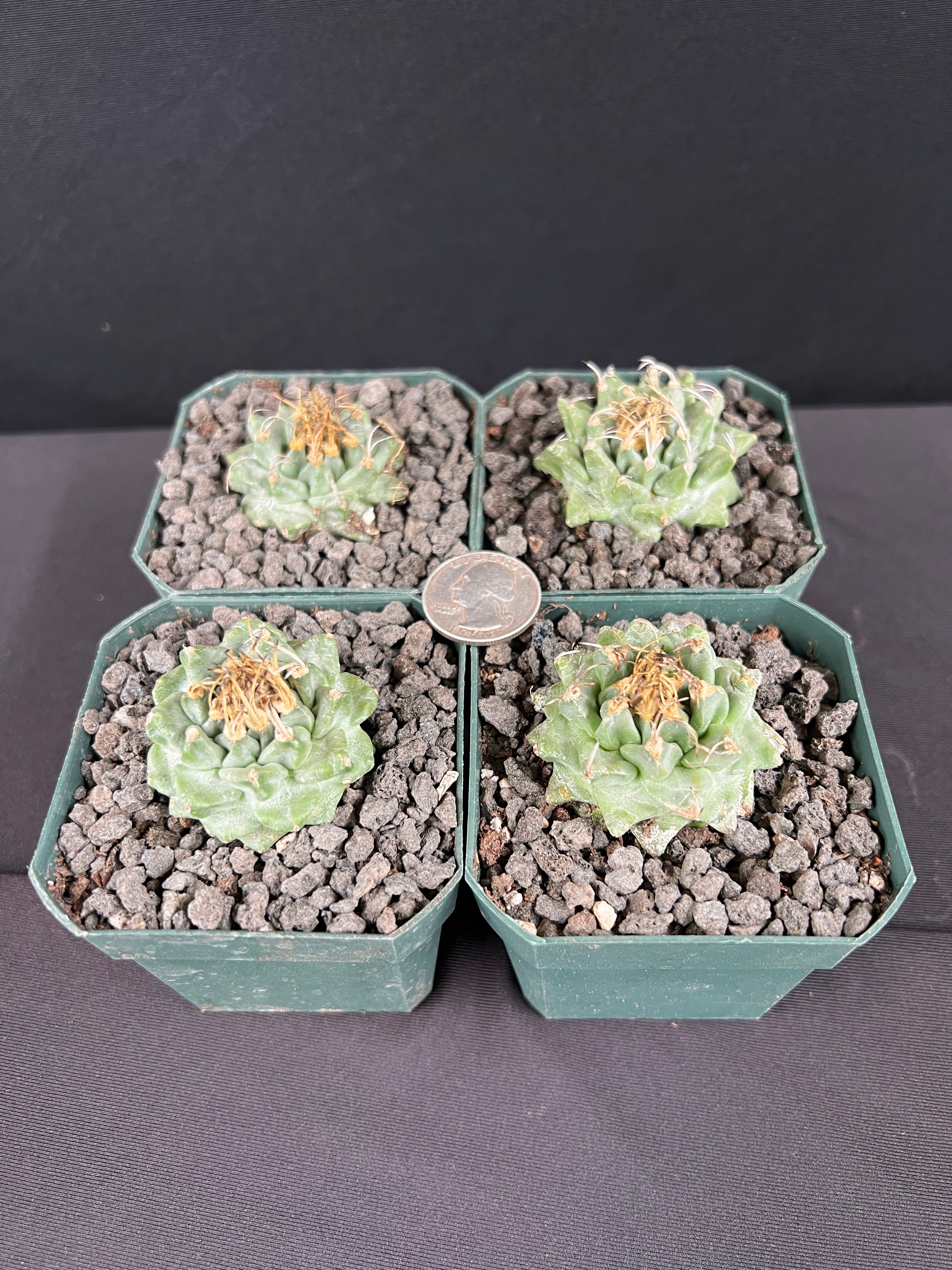 Turbinicarpus Alonsoi - Grower's Choice