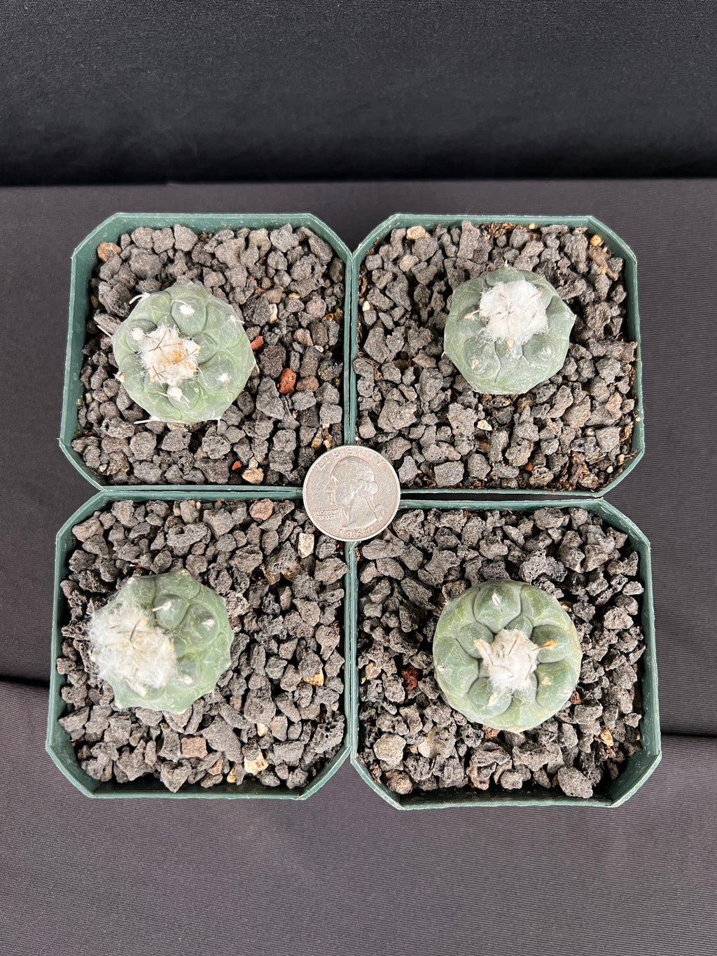 Turbinicarpus Jauernigii Cactus - Grower's Choice