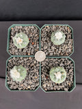 Turbinicarpus Jauernigii Cactus - Grower's Choice