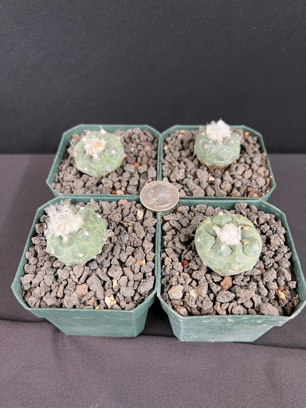 Turbinicarpus Jauernigii Cactus - Grower's Choice