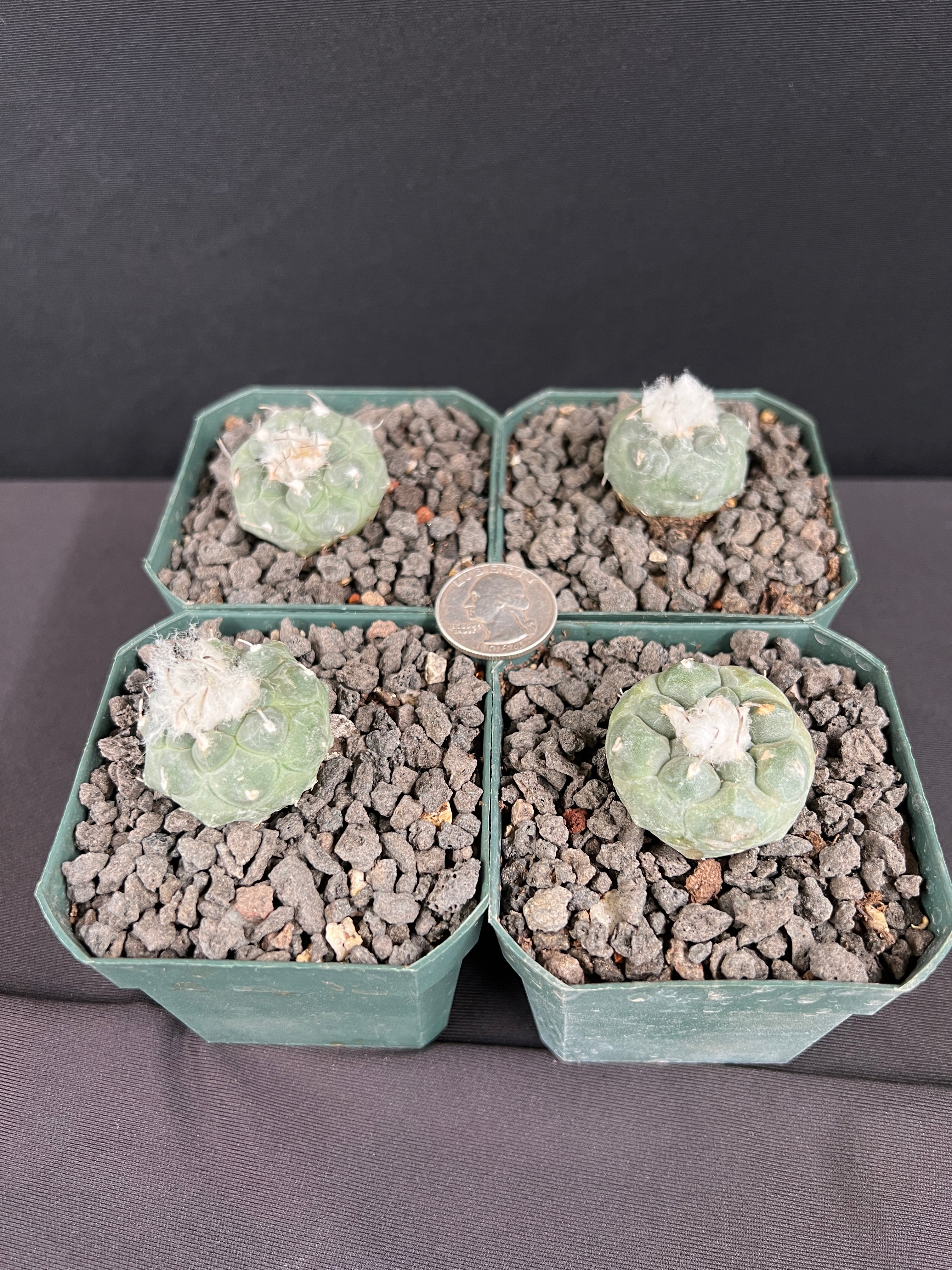 Turbinicarpus Jauernigii Cactus - Grower's Choice