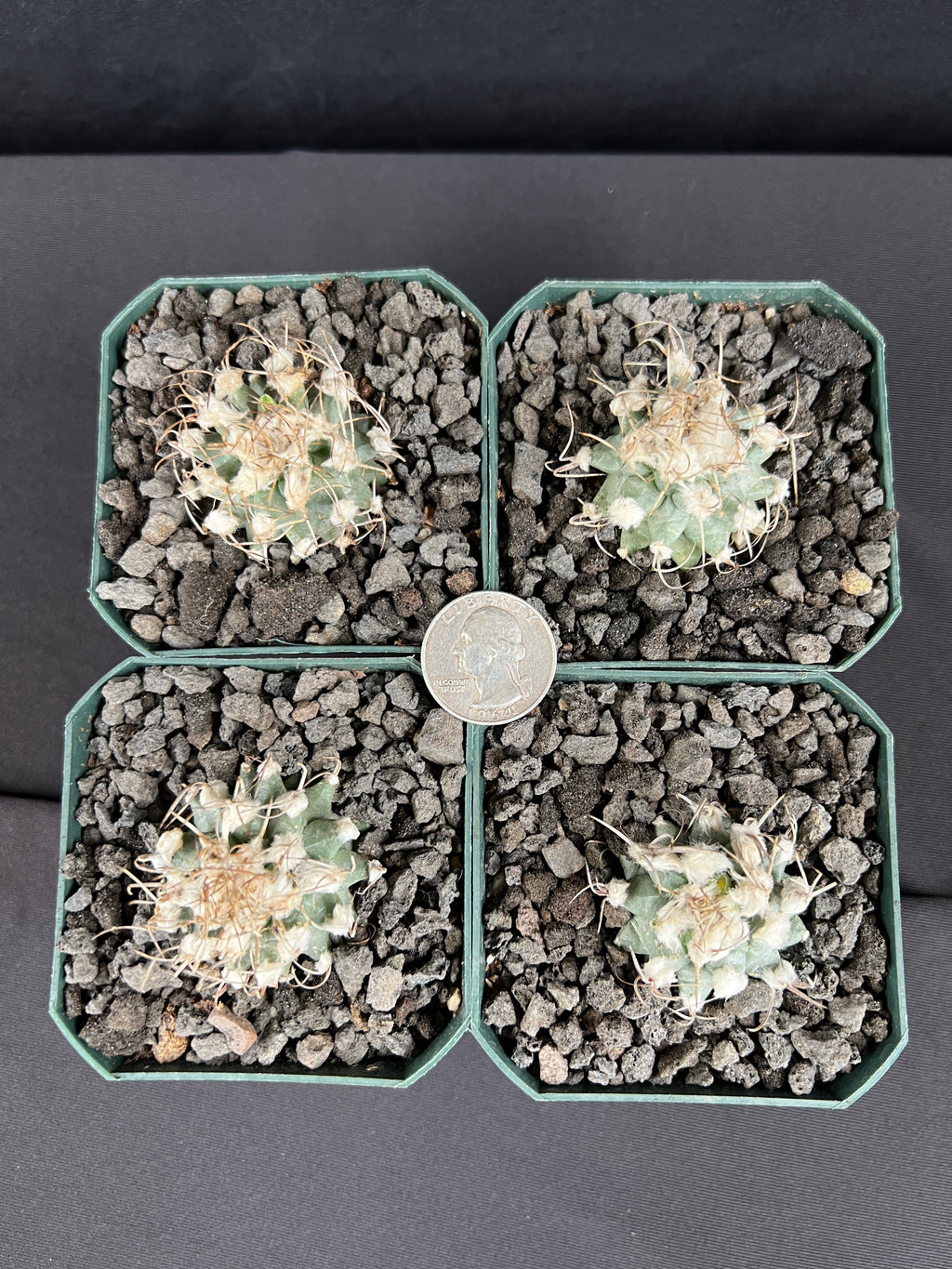 Turbinicarpus Nikolae - Grower's Choice
