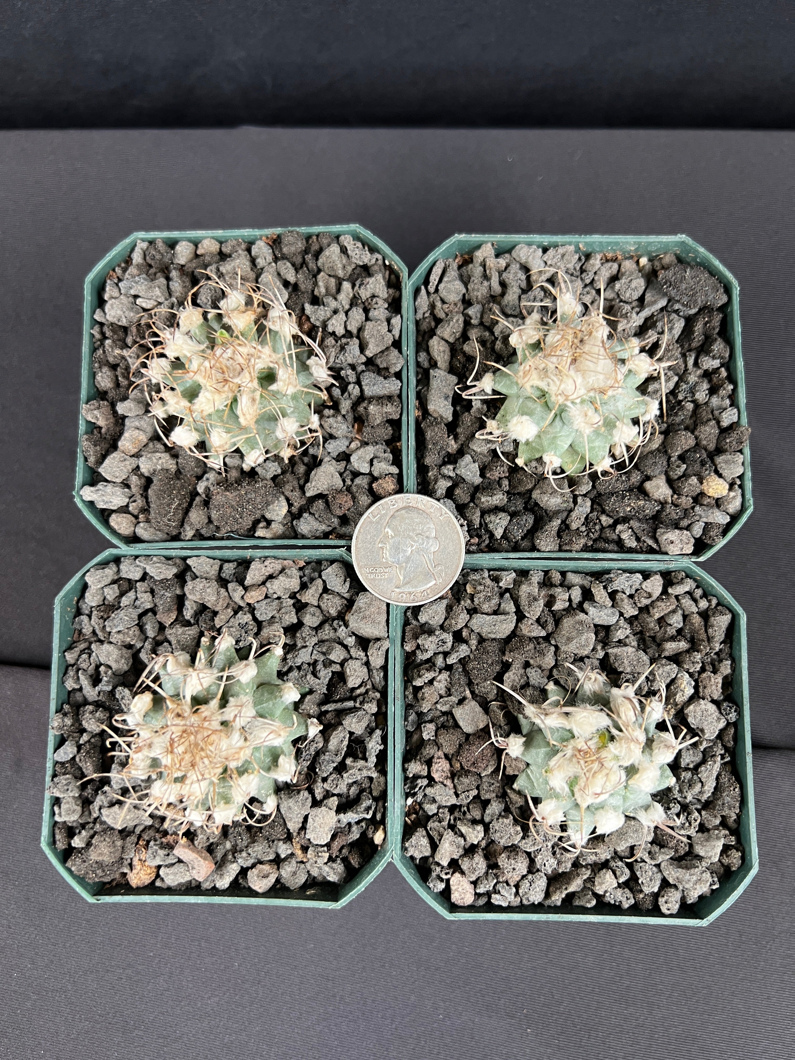 Turbinicarpus Nikolae - Grower's Choice