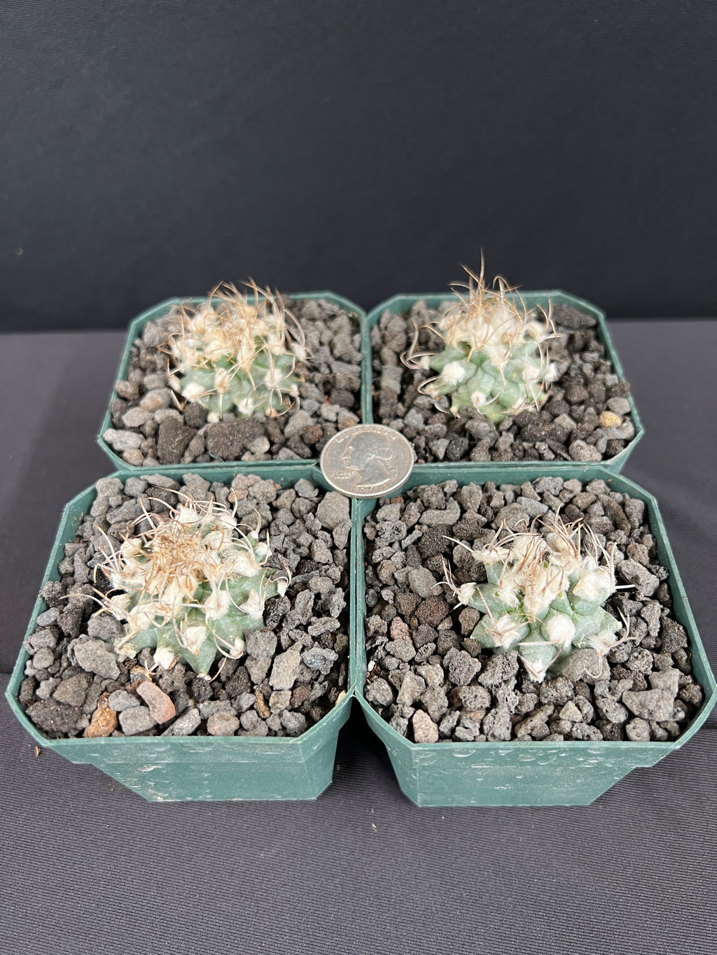 Turbinicarpus Nikolae - Grower's Choice