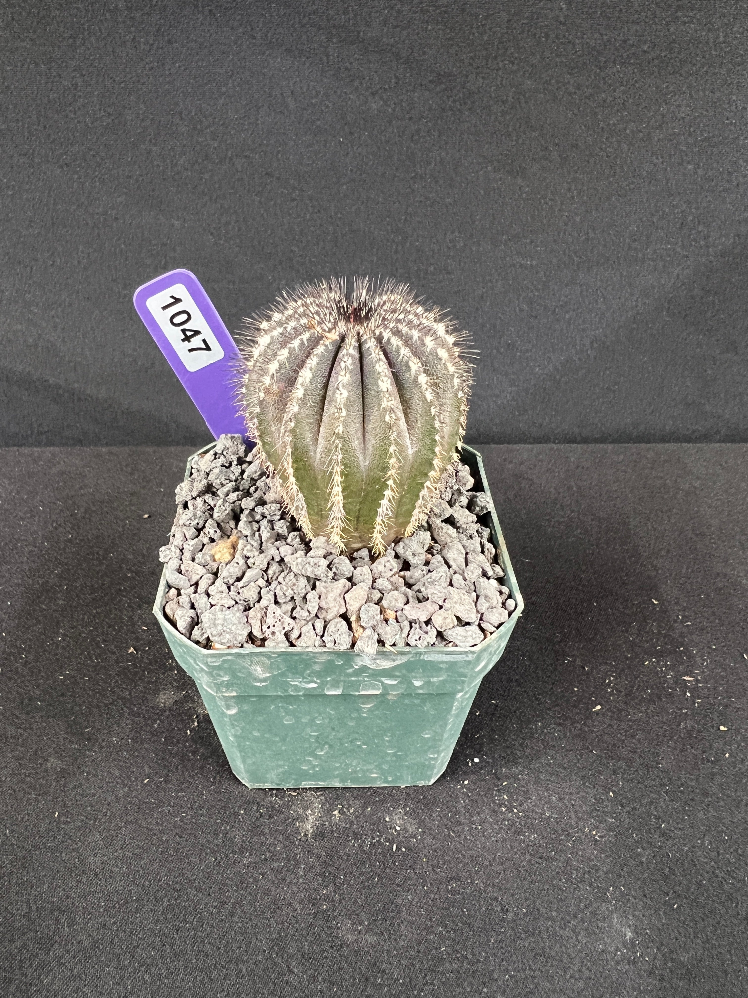 Uebelmannia Pectinifera