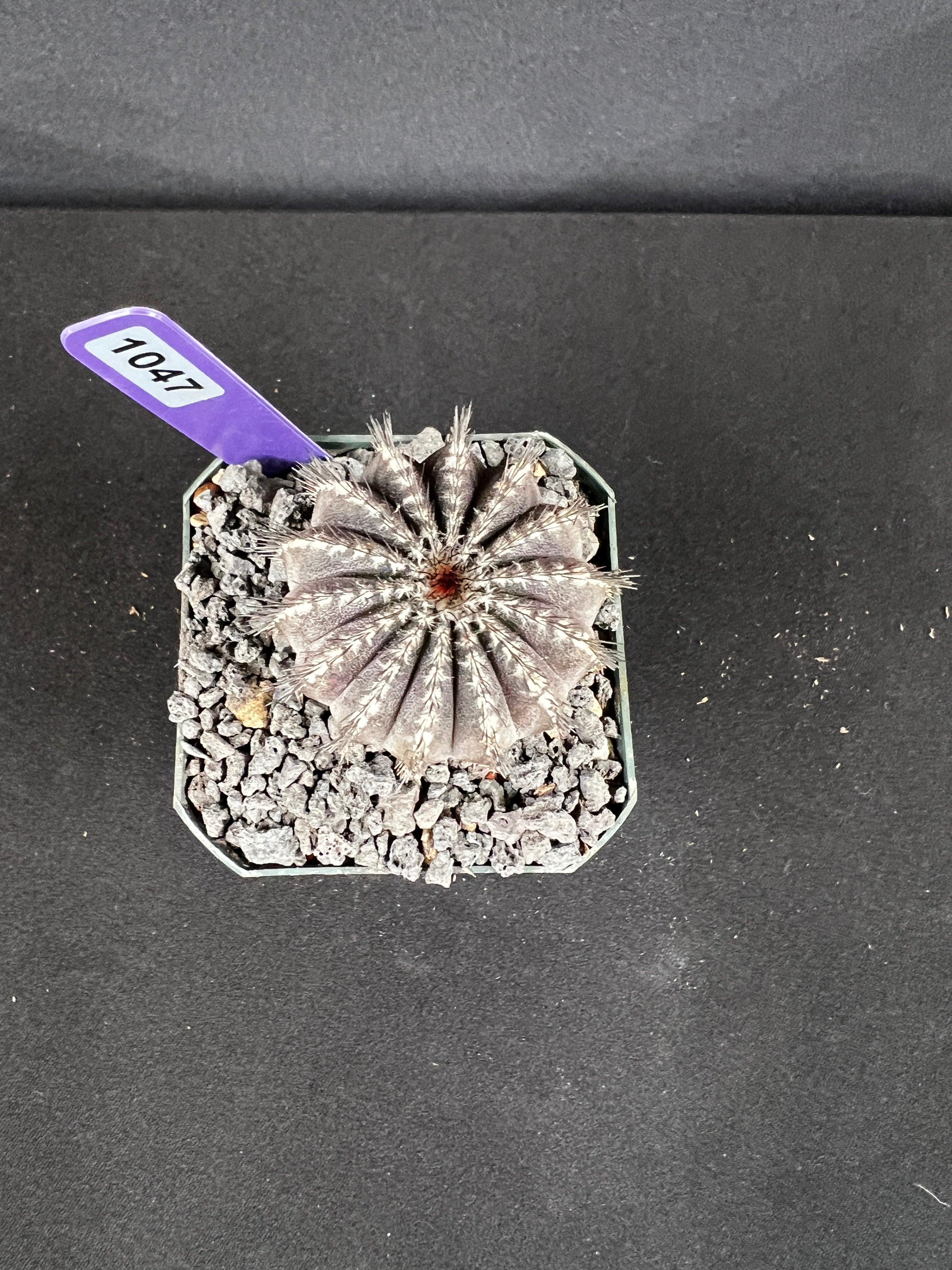 Uebelmannia Pectinifera
