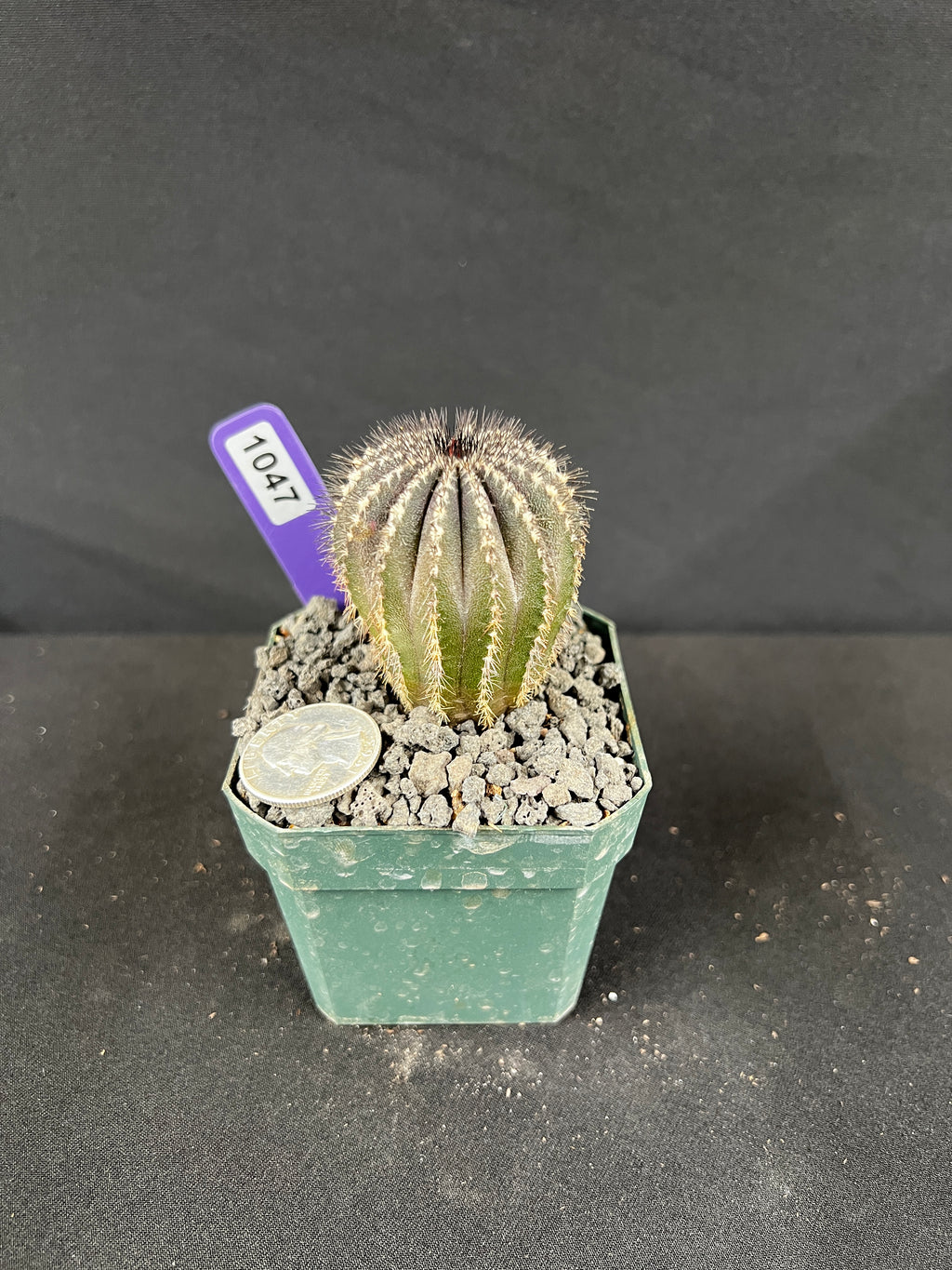 Uebelmannia Pectinifera Cactus