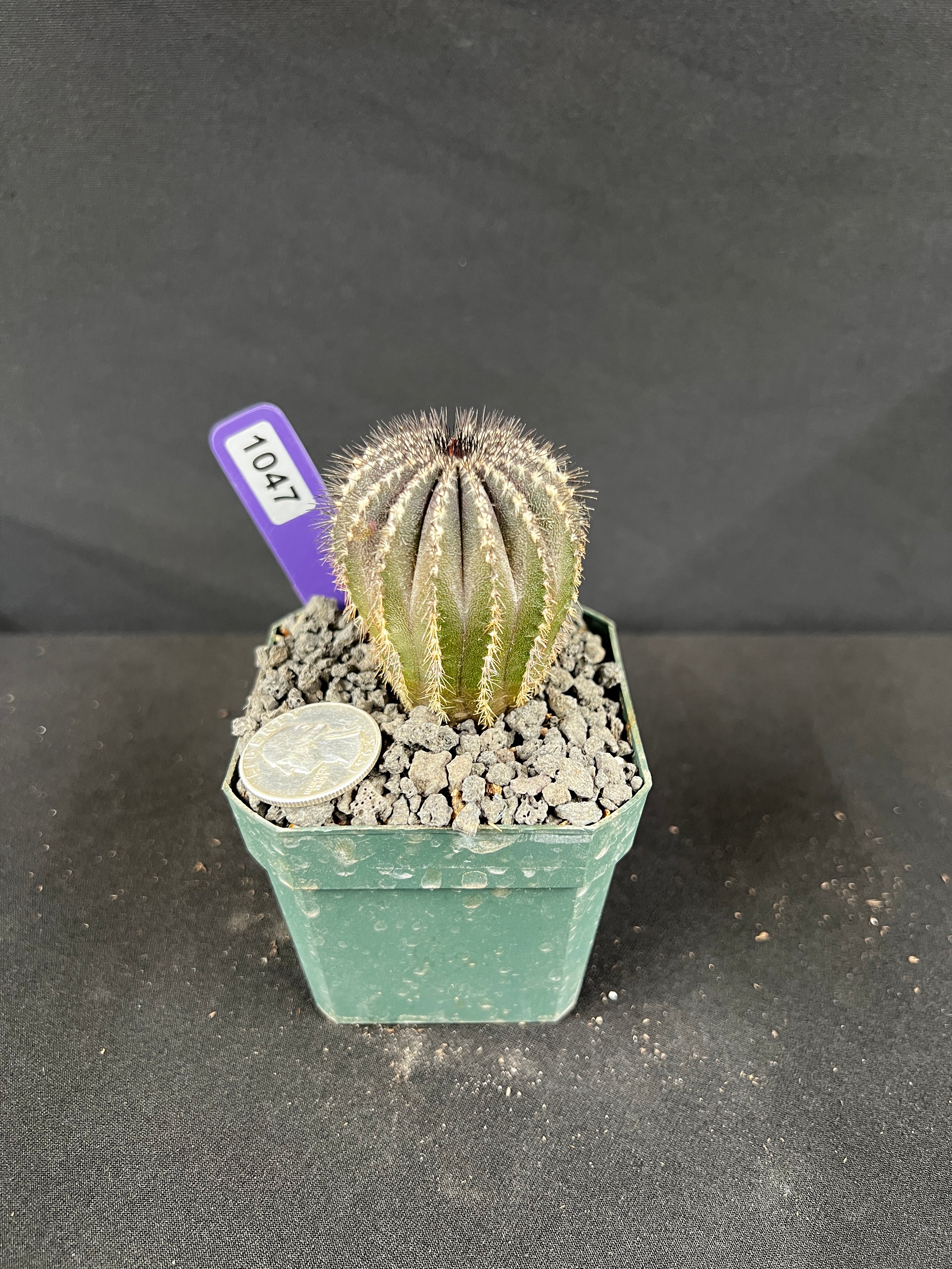 Uebelmannia Pectinifera