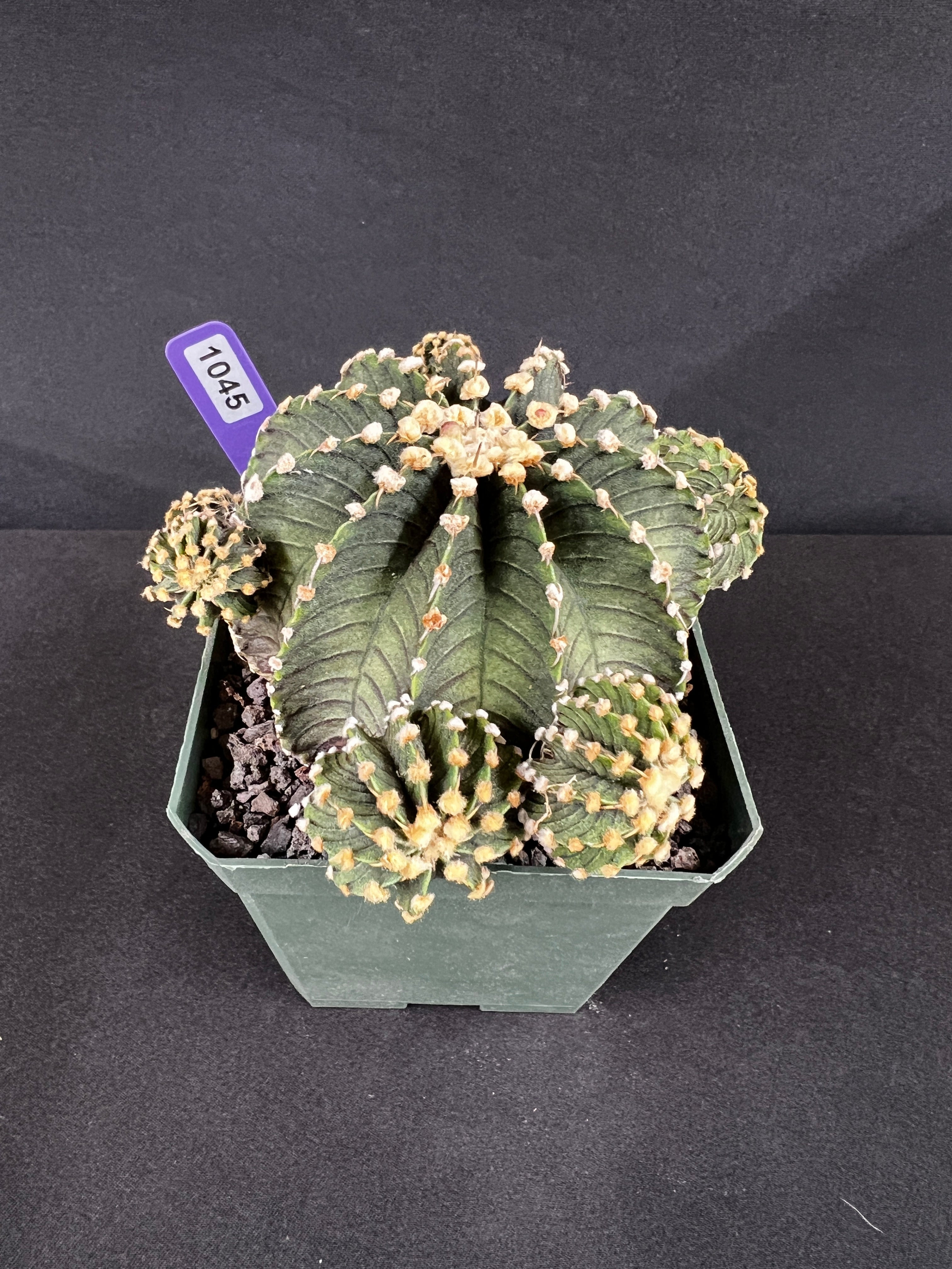 Gymnocalycium Friedrichii 'VOS 1241'