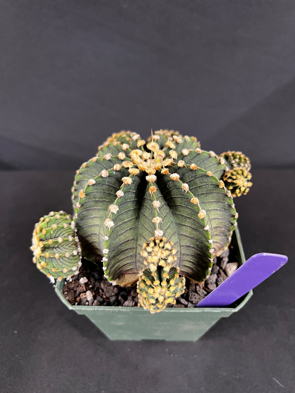Gymnocalycium Friedrichii 'VOS 1241' Cactus - 1045