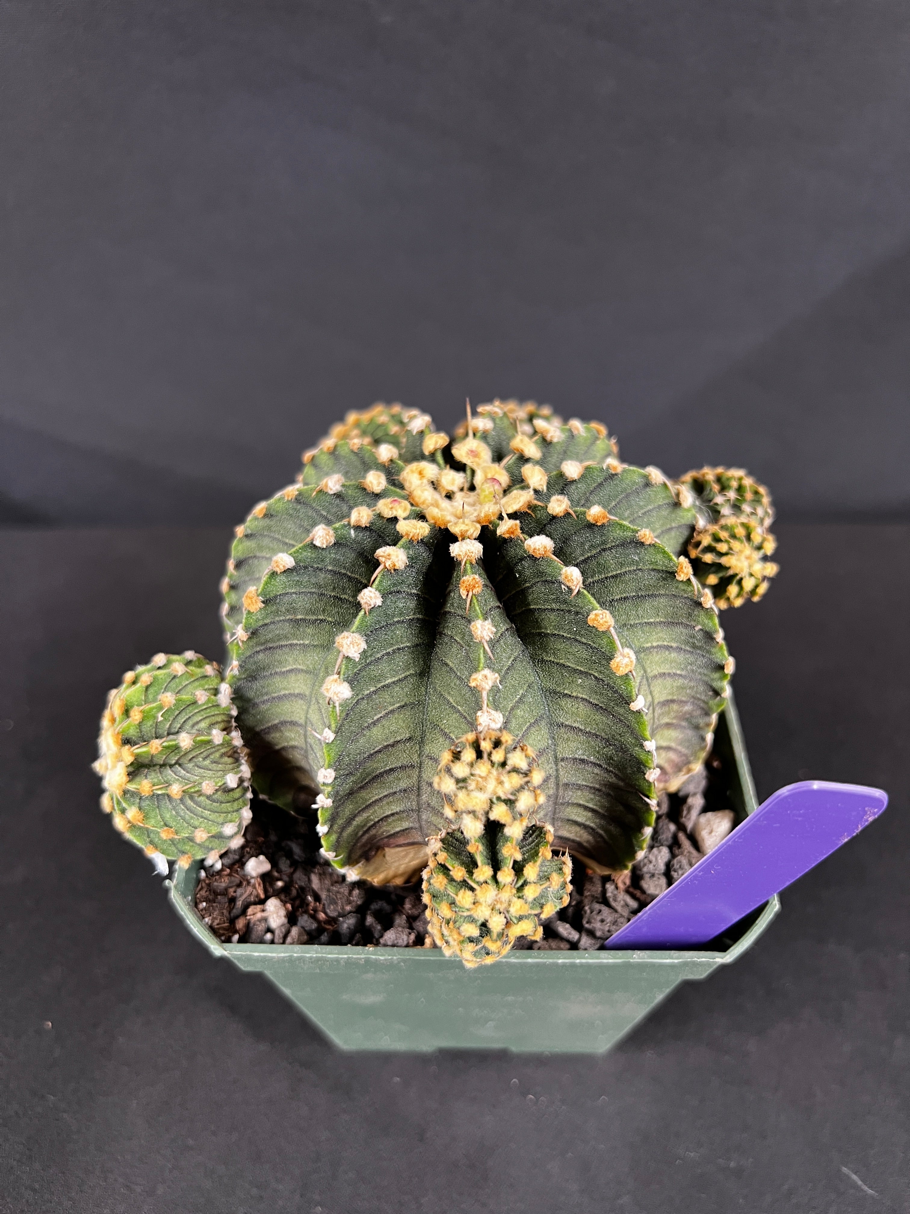 Gymnocalycium Friedrichii 'VOS 1241'