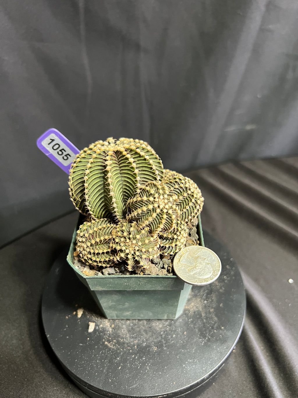 Gymnocalycium cv. VOS 9R001