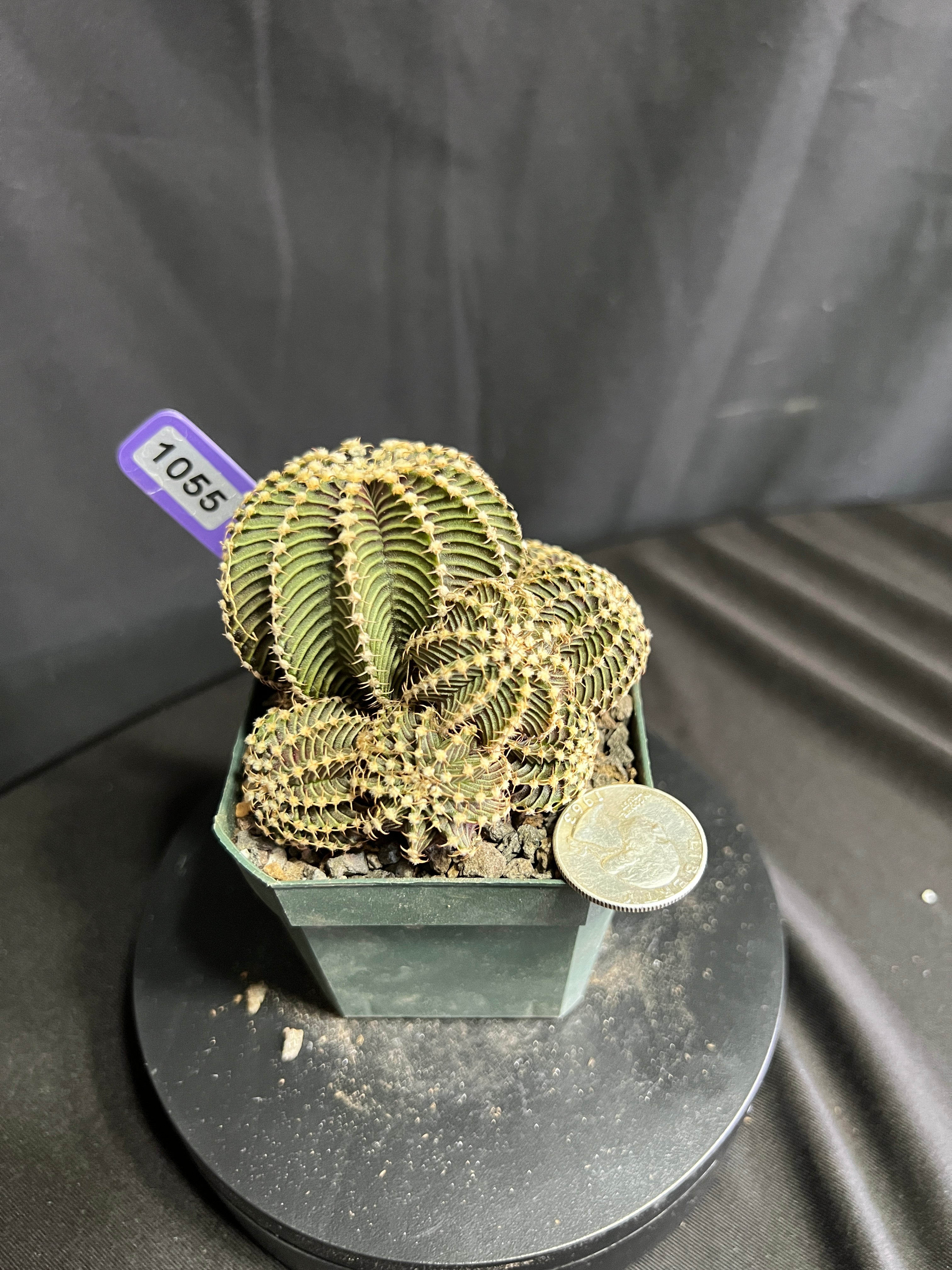 Gymnocalycium cv. VOS 9R001