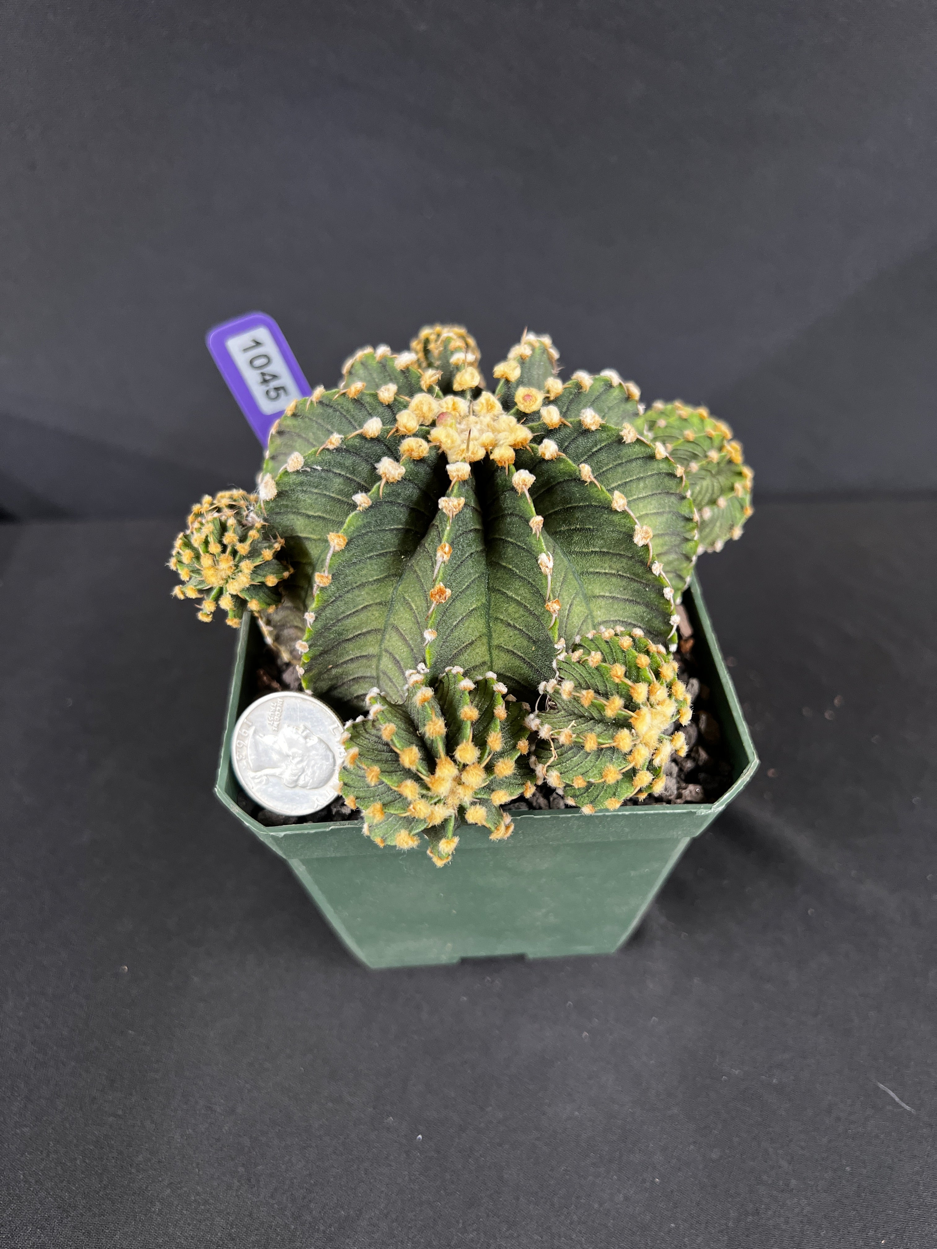 Gymnocalycium Friedrichii 'VOS 1241'
