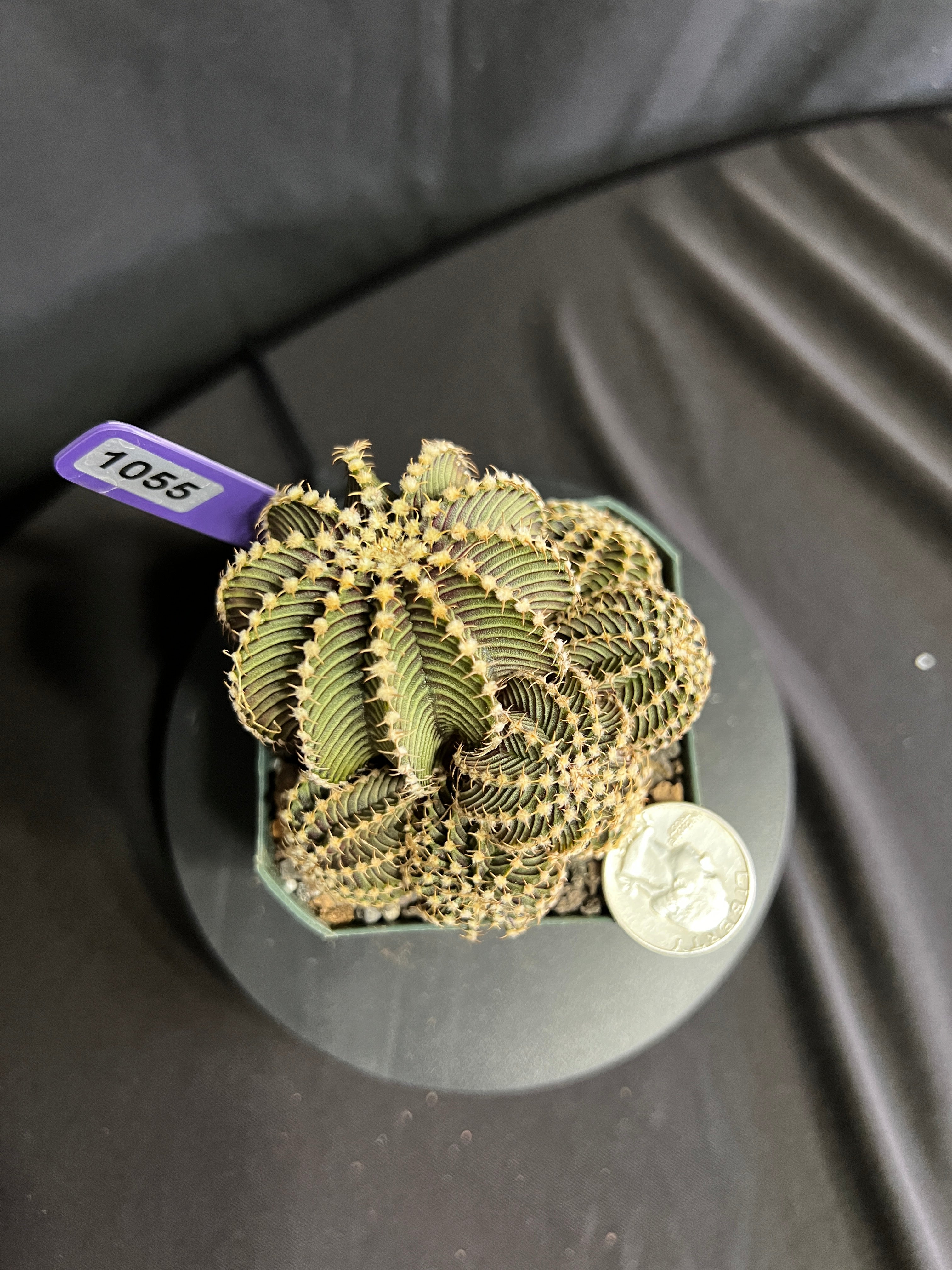 Gymnocalycium cv. VOS 9R001