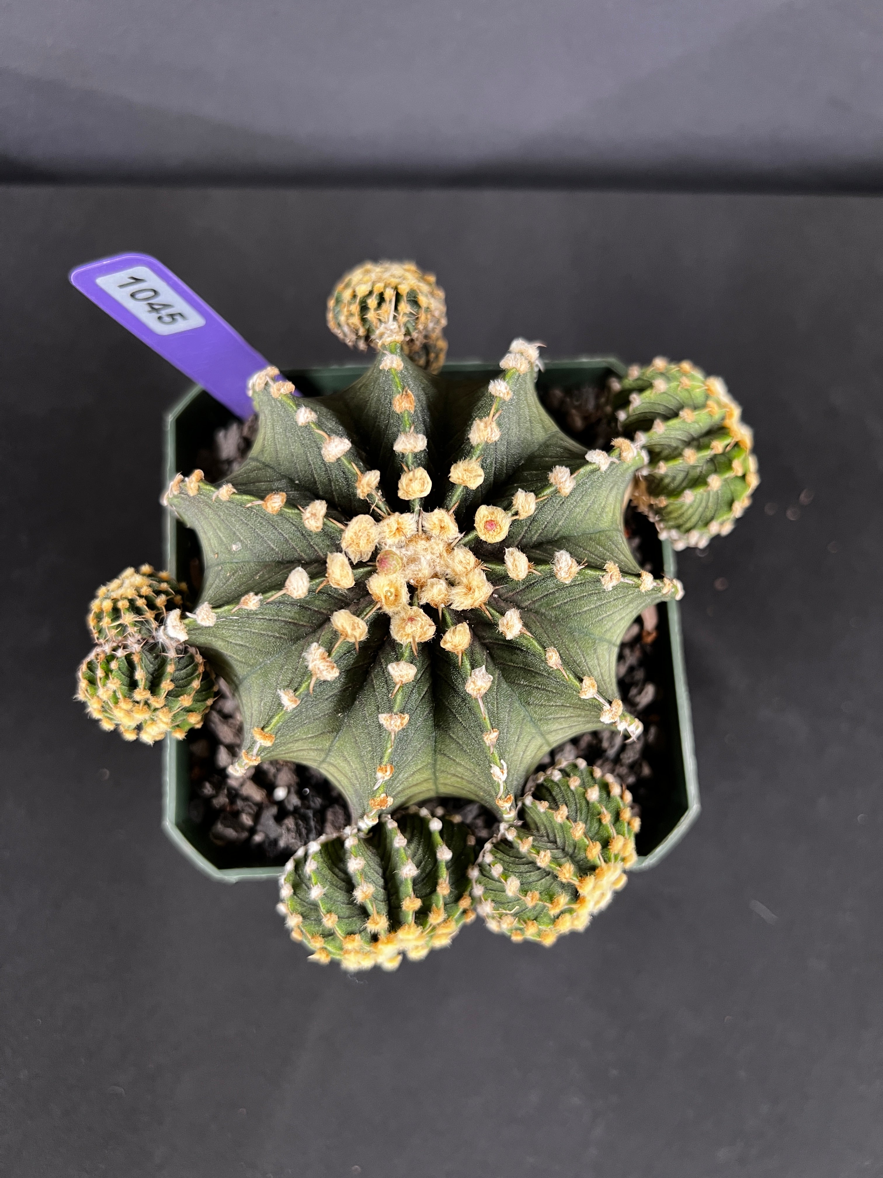 Gymnocalycium Friedrichii 'VOS 1241'