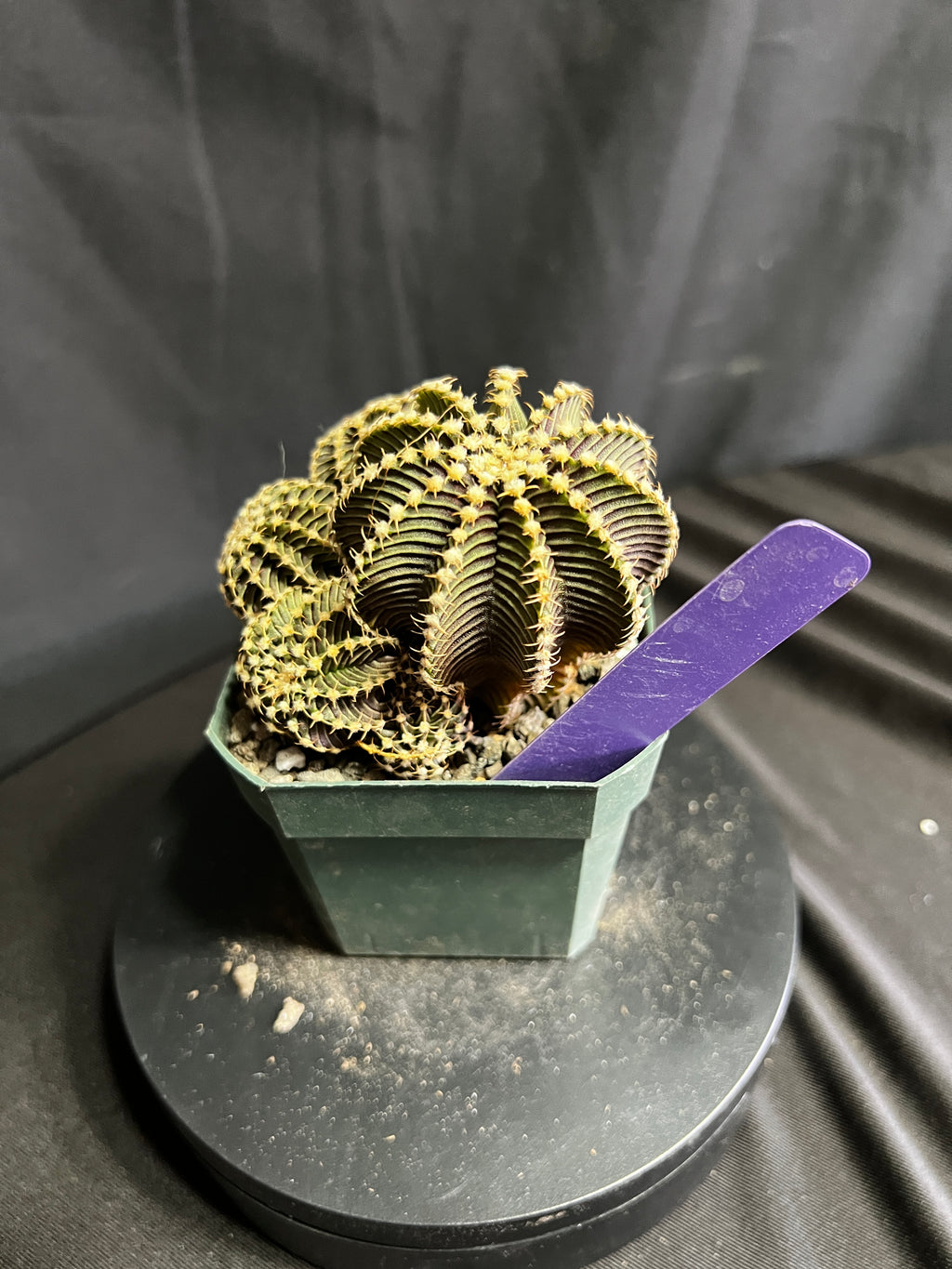 Gymnocalycium cv. VOS 9R001