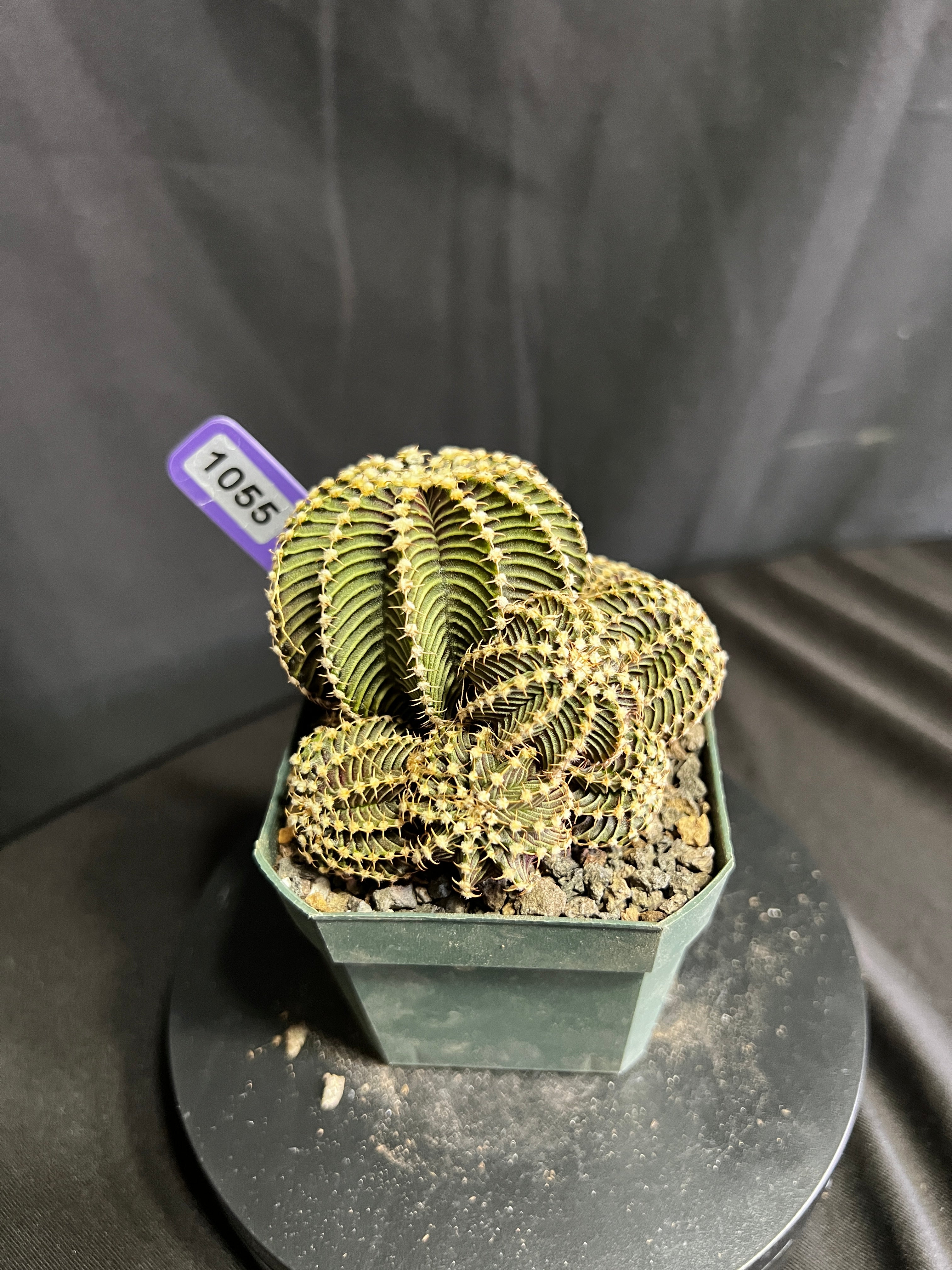 Gymnocalycium cv. VOS 9R001