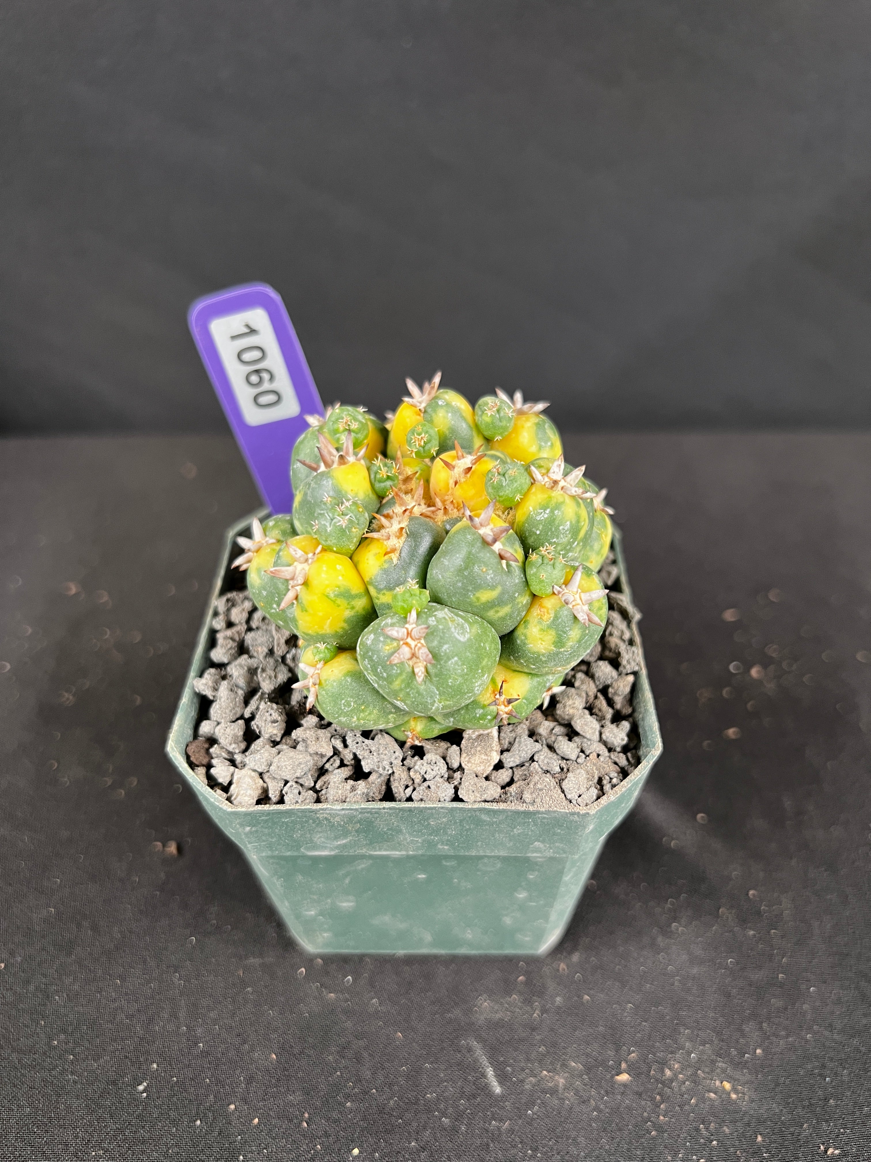 Coryphantha Elephantidens cv. Titan Variegated Seedling