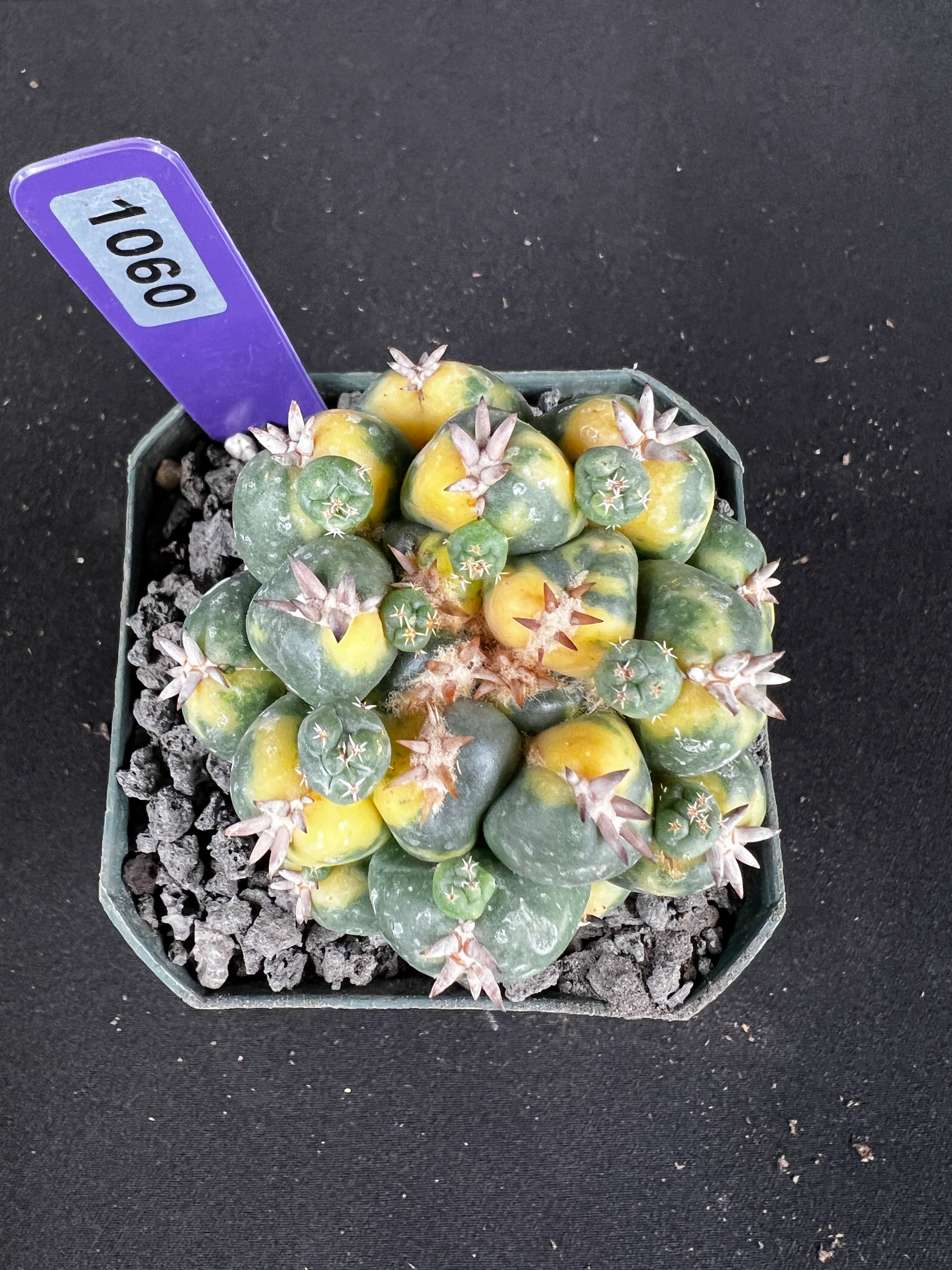 Coryphantha Elephantidens cv. Titan Variegated Seedling