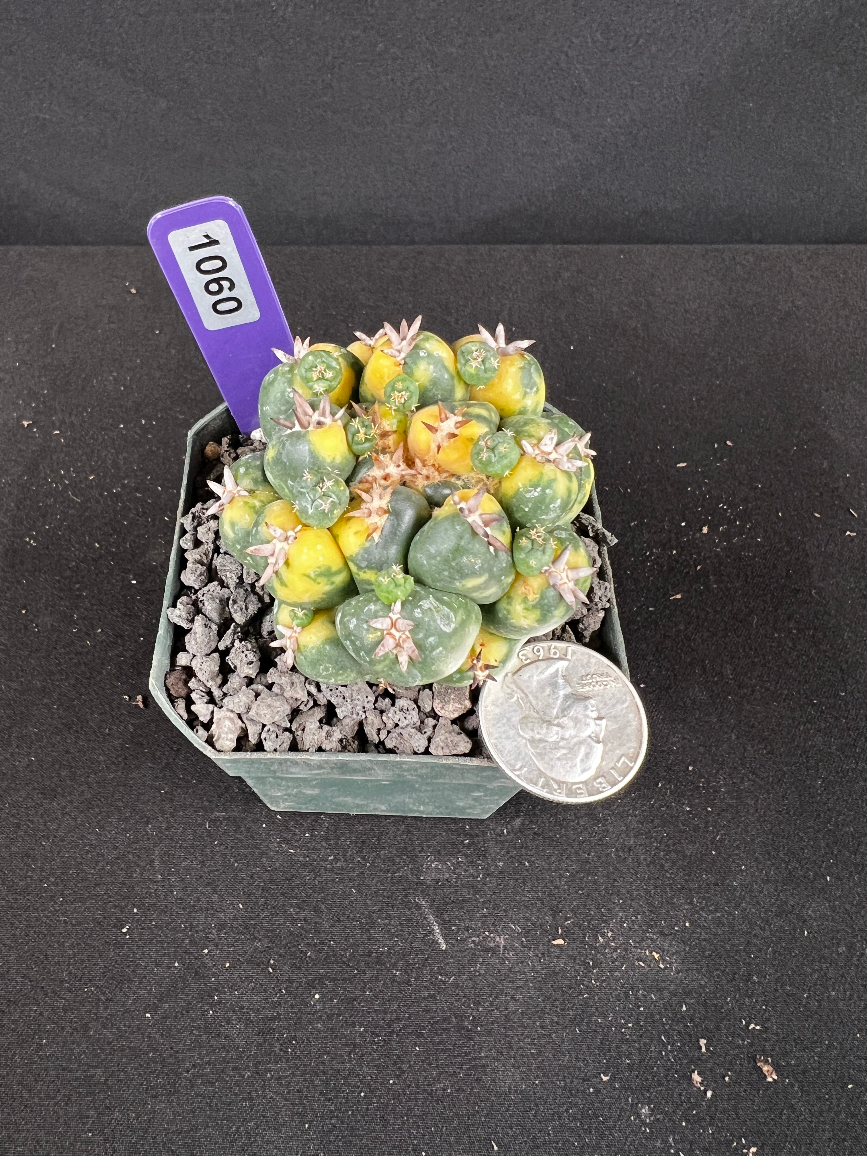 Coryphantha Elephantidens cv. Titan Variegated Seedling