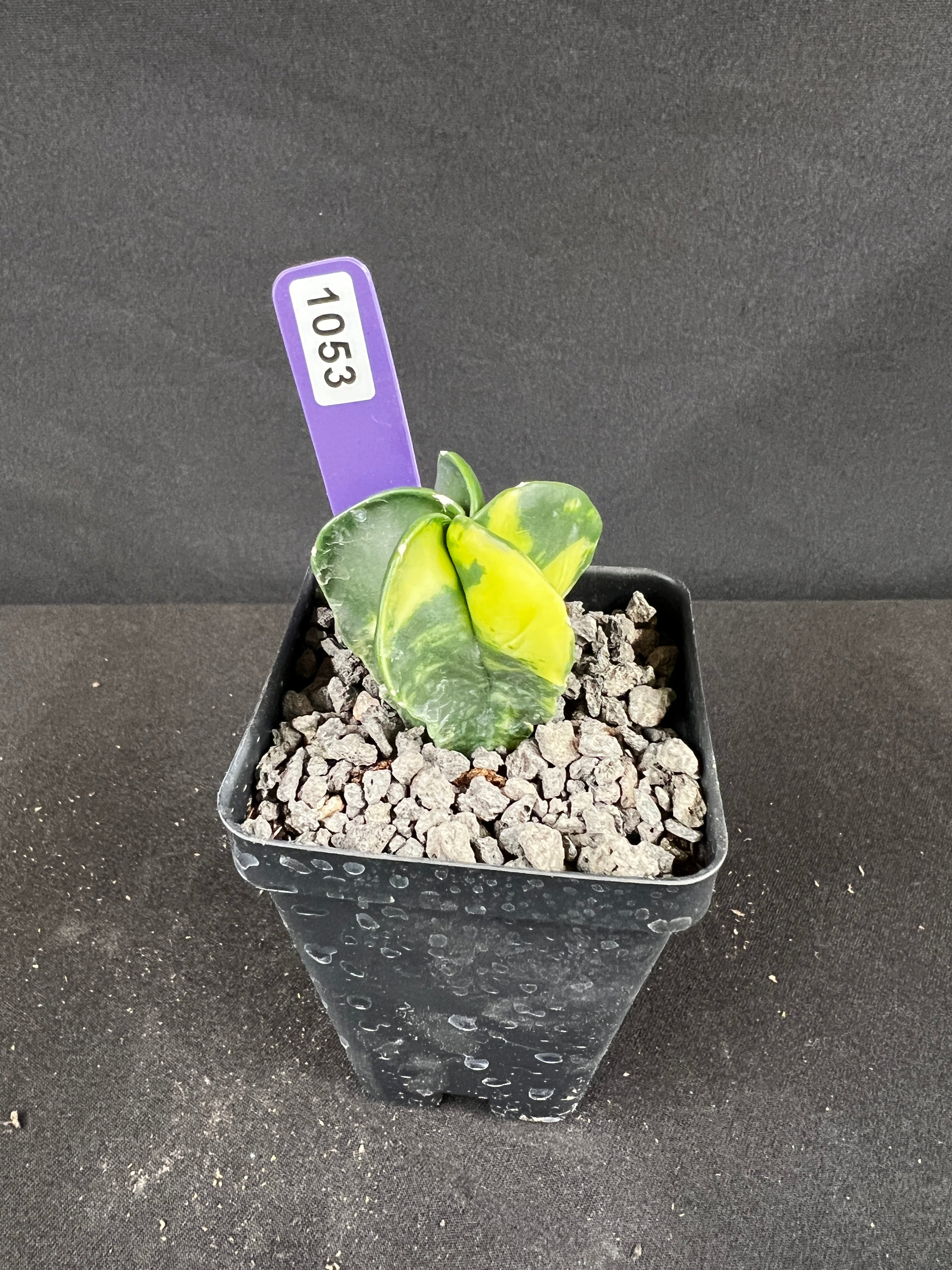 Astrophytum Myriostigma cv. Fukuryu Variegated
