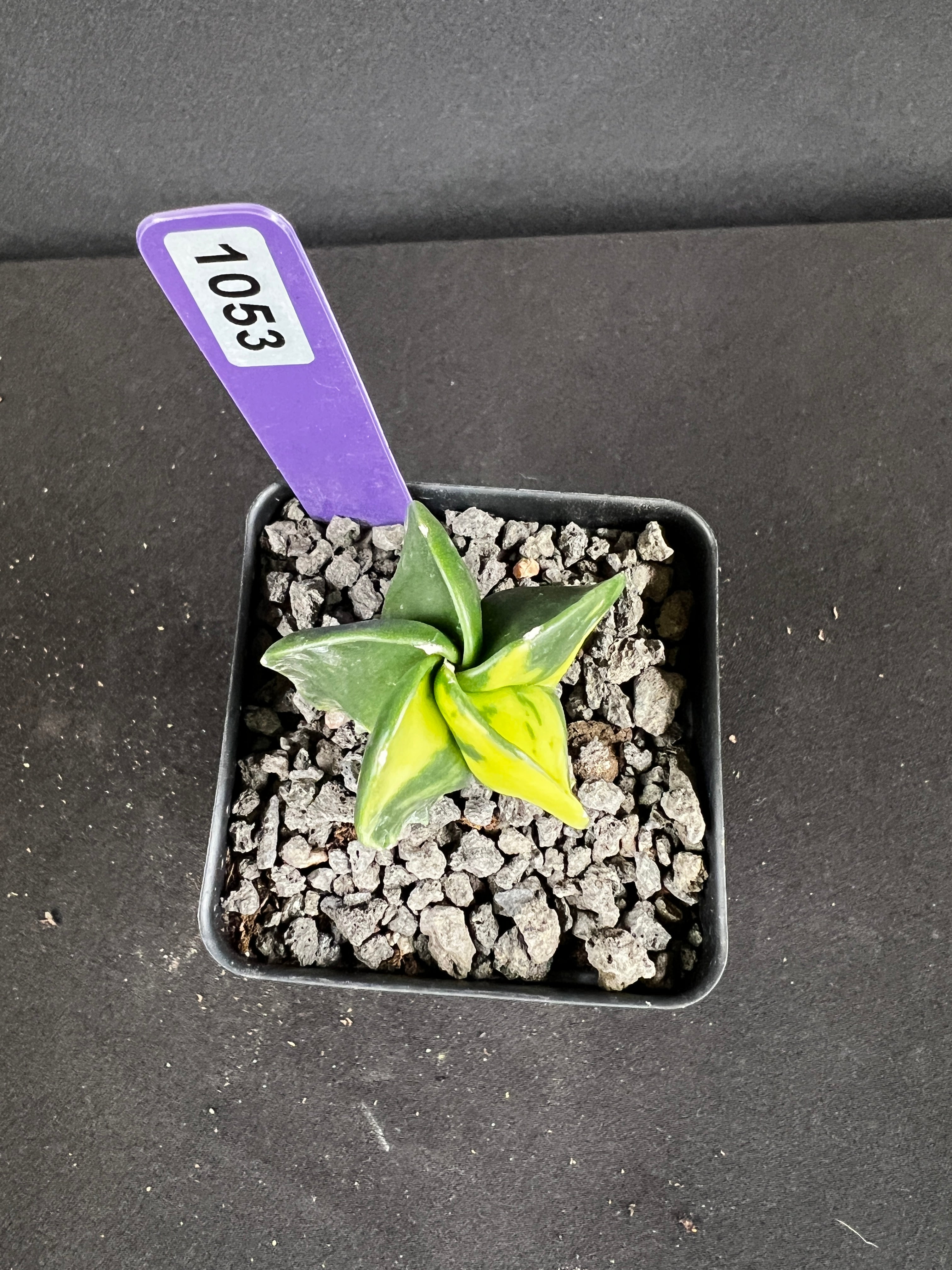 Astrophytum Myriostigma cv. Fukuryu Variegated