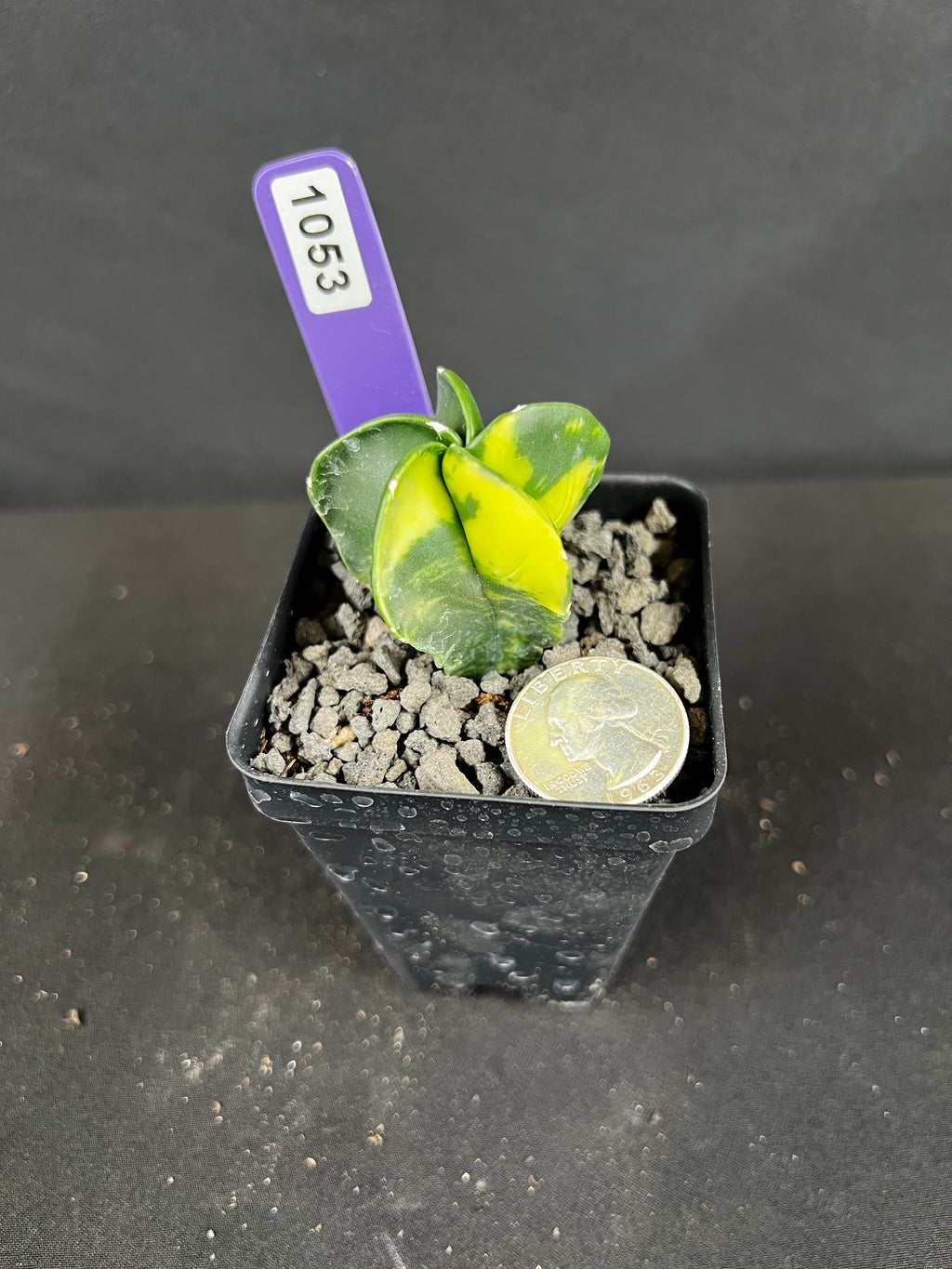 Astrophytum Myriostigma cv. Fukuryu Variegated Cactus