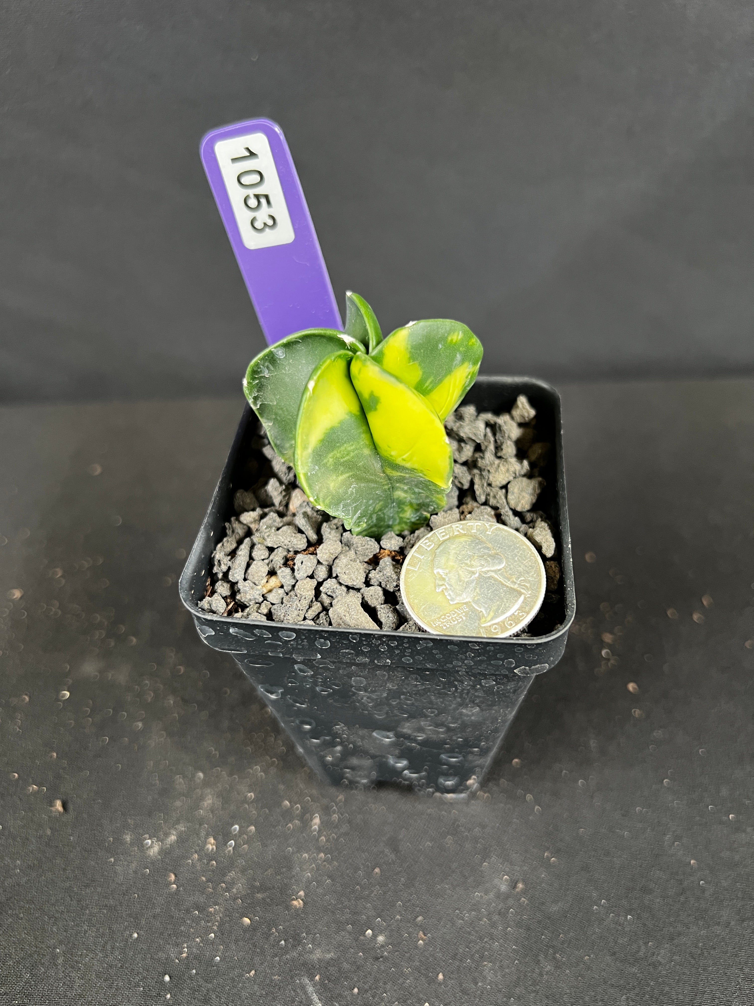 Astrophytum Myriostigma cv. Fukuryu Variegated