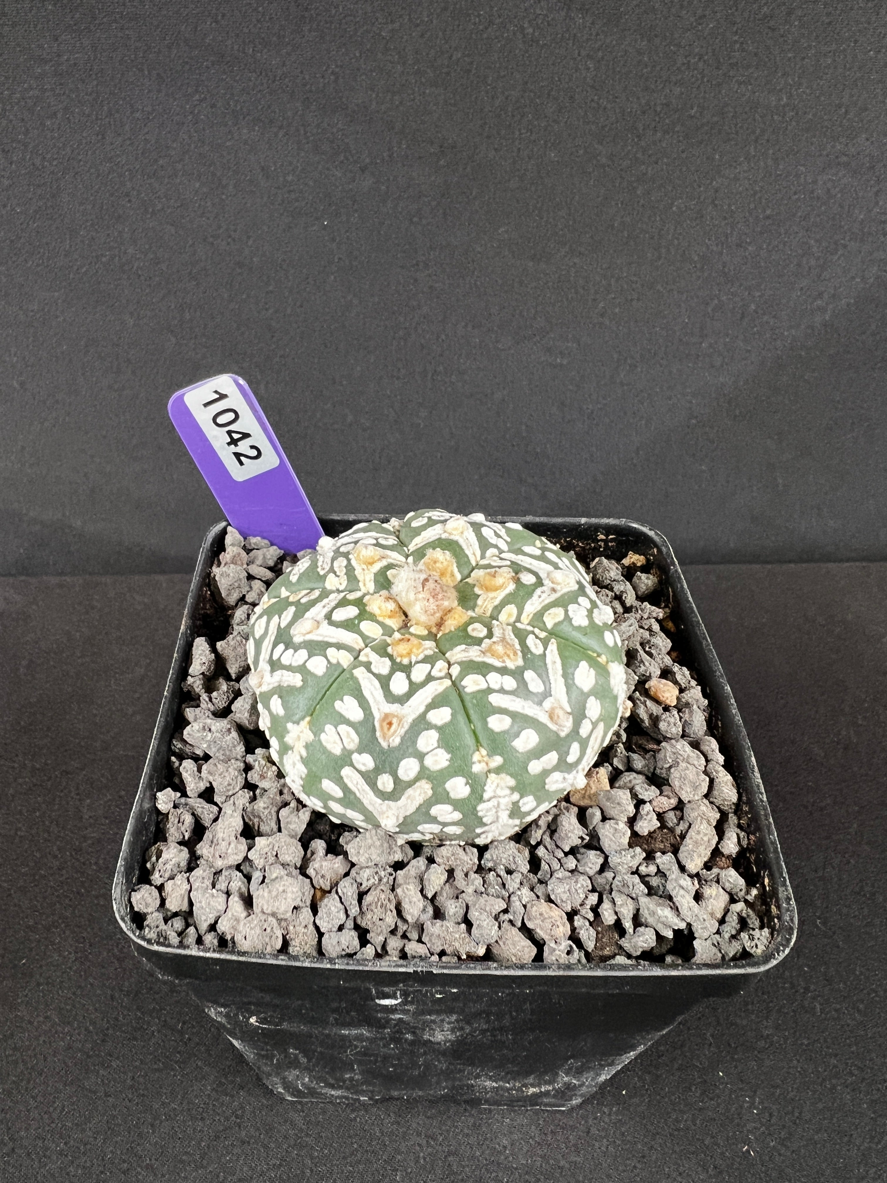 Astrophytum Asterias cv. Superkabuto 'V-Type'