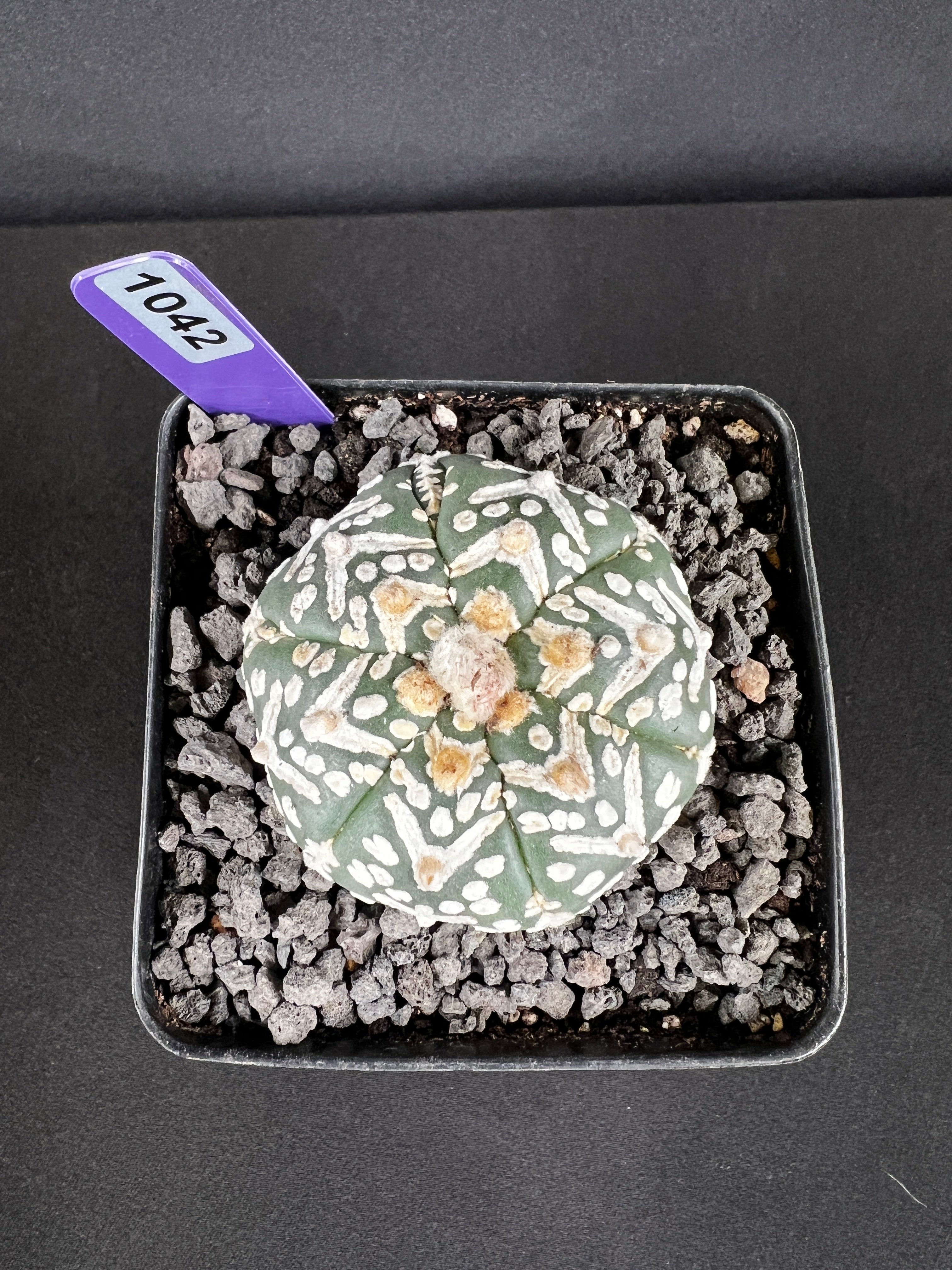 Astrophytum Asterias cv. Superkabuto 'V-Type'