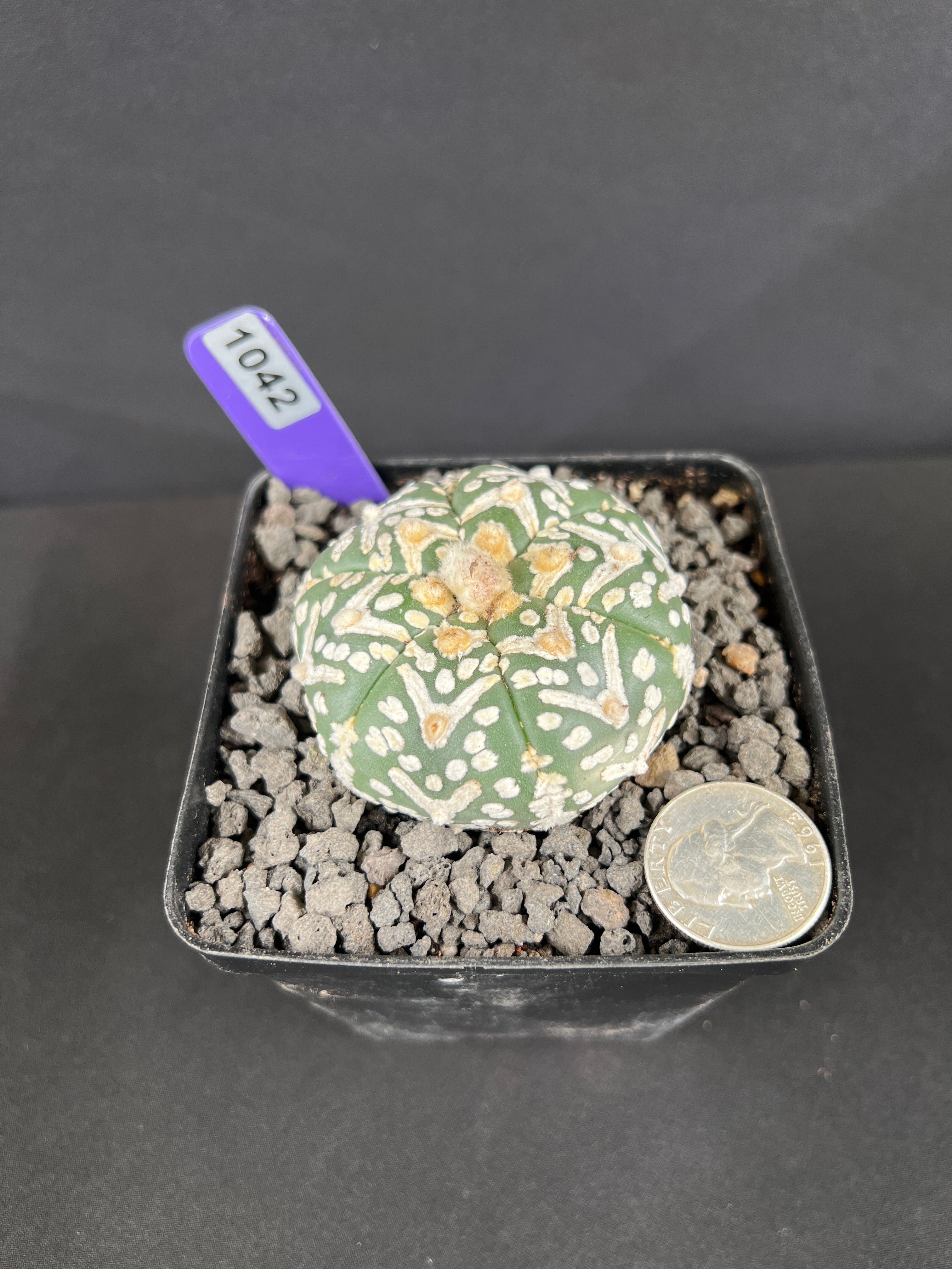 Astrophytum Asterias cv. Superkabuto 'V-Type'