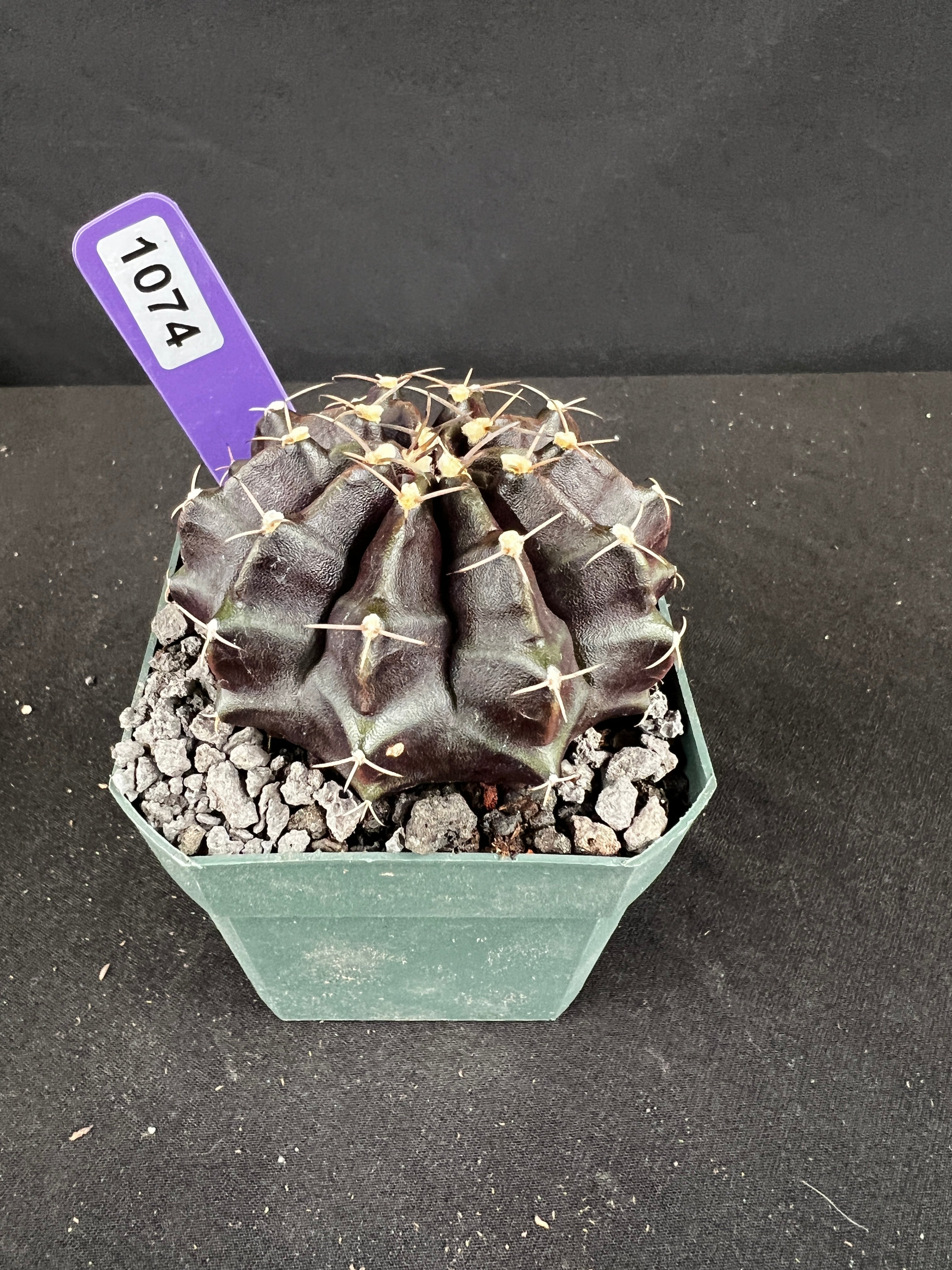 Gymnocalycium Mihanovichii f. Black Widow